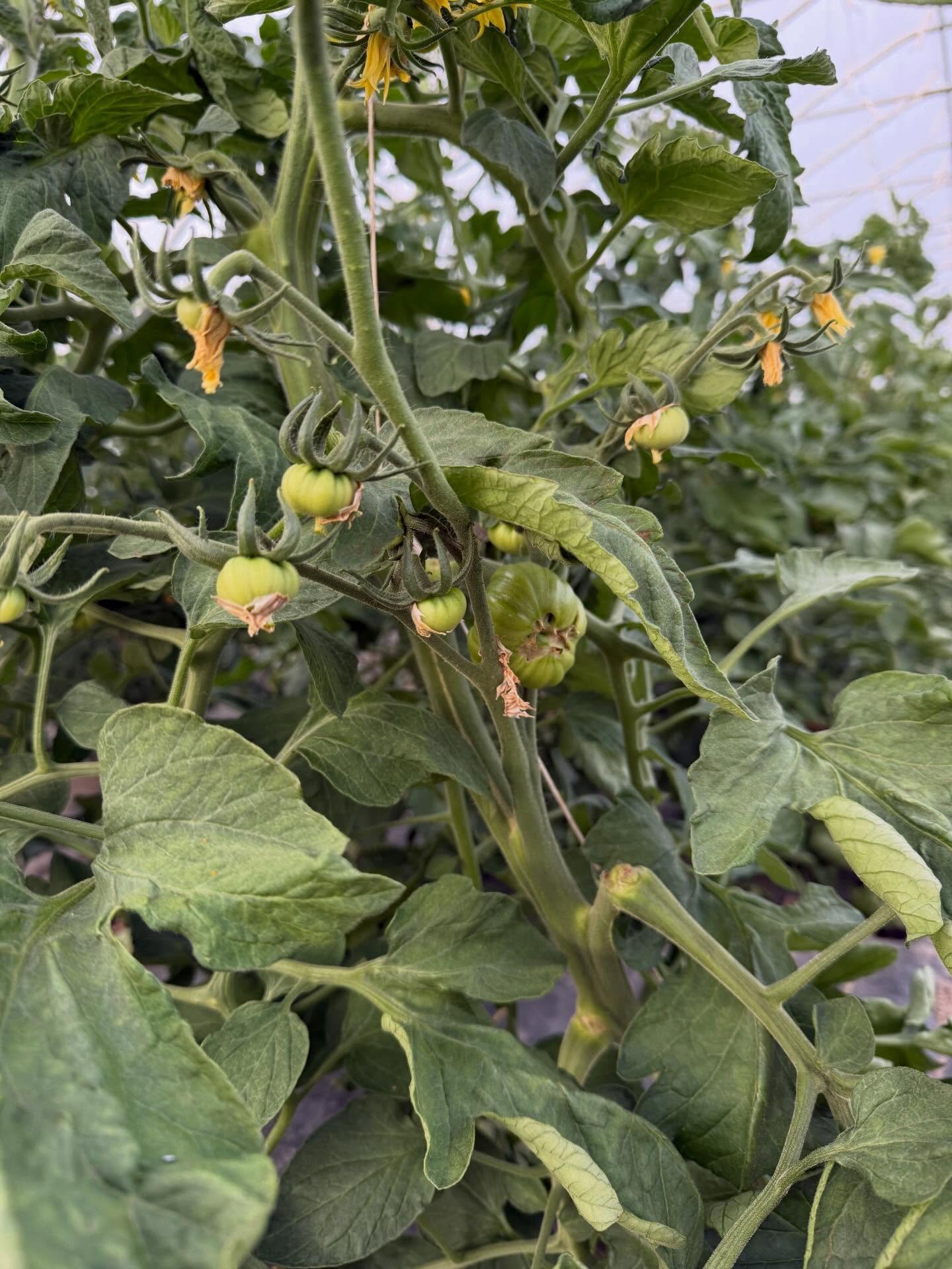 The tomatoes are coming 🍅
Still green, still growing&mdash;but already telling their story as heirloom fruit.
Patience is part of the process, and we&rsquo;re watching it unfold day by day. 
 
#patience #tomatoes #heirloom