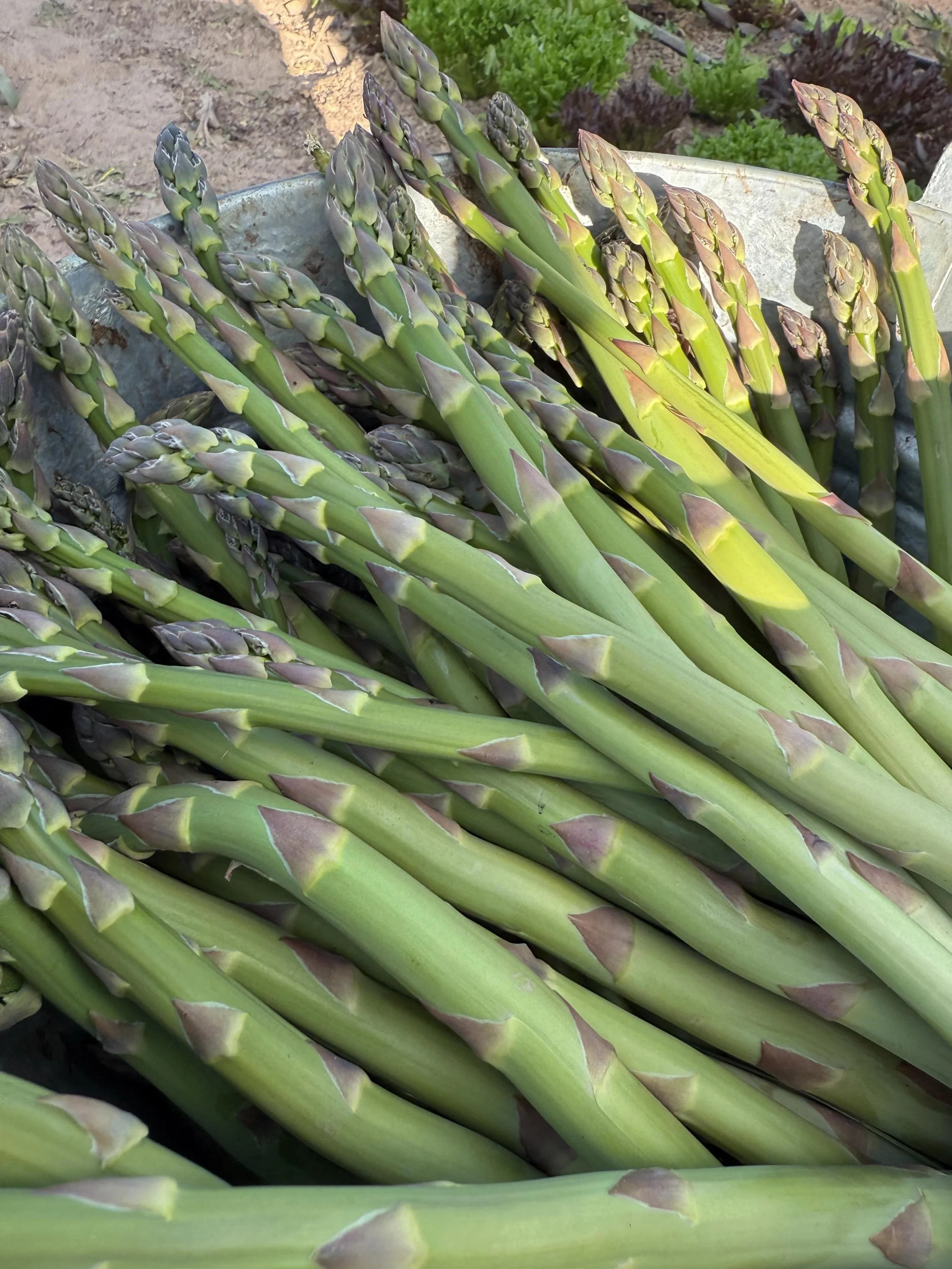 Now&hellip; let&rsquo;s talk asparagus for a quick moment. 🌱

Not everyone knows this, but asparagus is a seasonal crop. It&rsquo;s a perennial plant, and those delicious spears we all love are actually the very first shoots that emerge from the gro