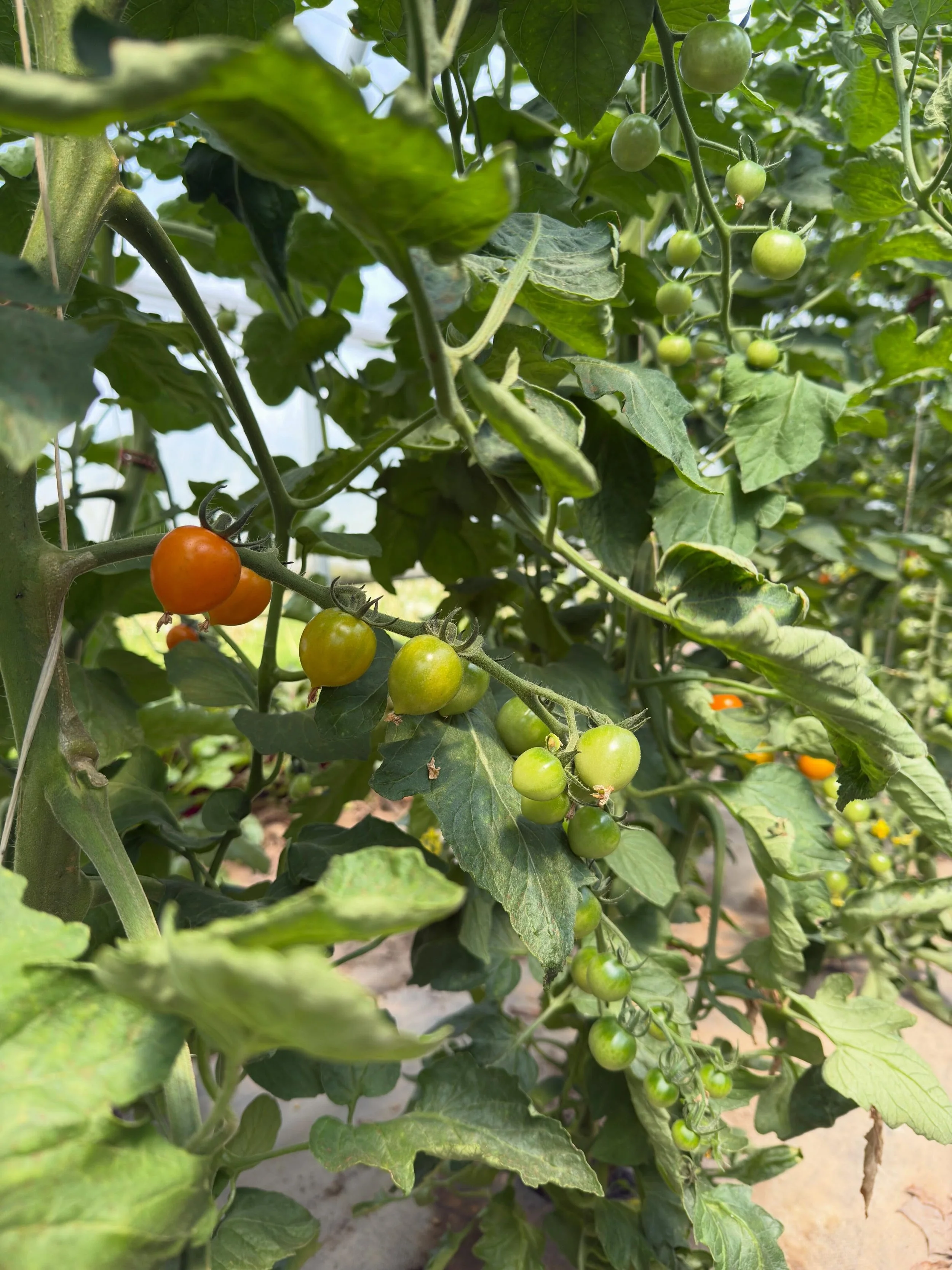 A fun little surprise this week 🍅
We picked our very first cherry tomatoes of the season and tucked two small boxes into the farm stand&hellip; and they disappeared before I could even grab a photo!

That&rsquo;s okay though &mdash; more are colorin