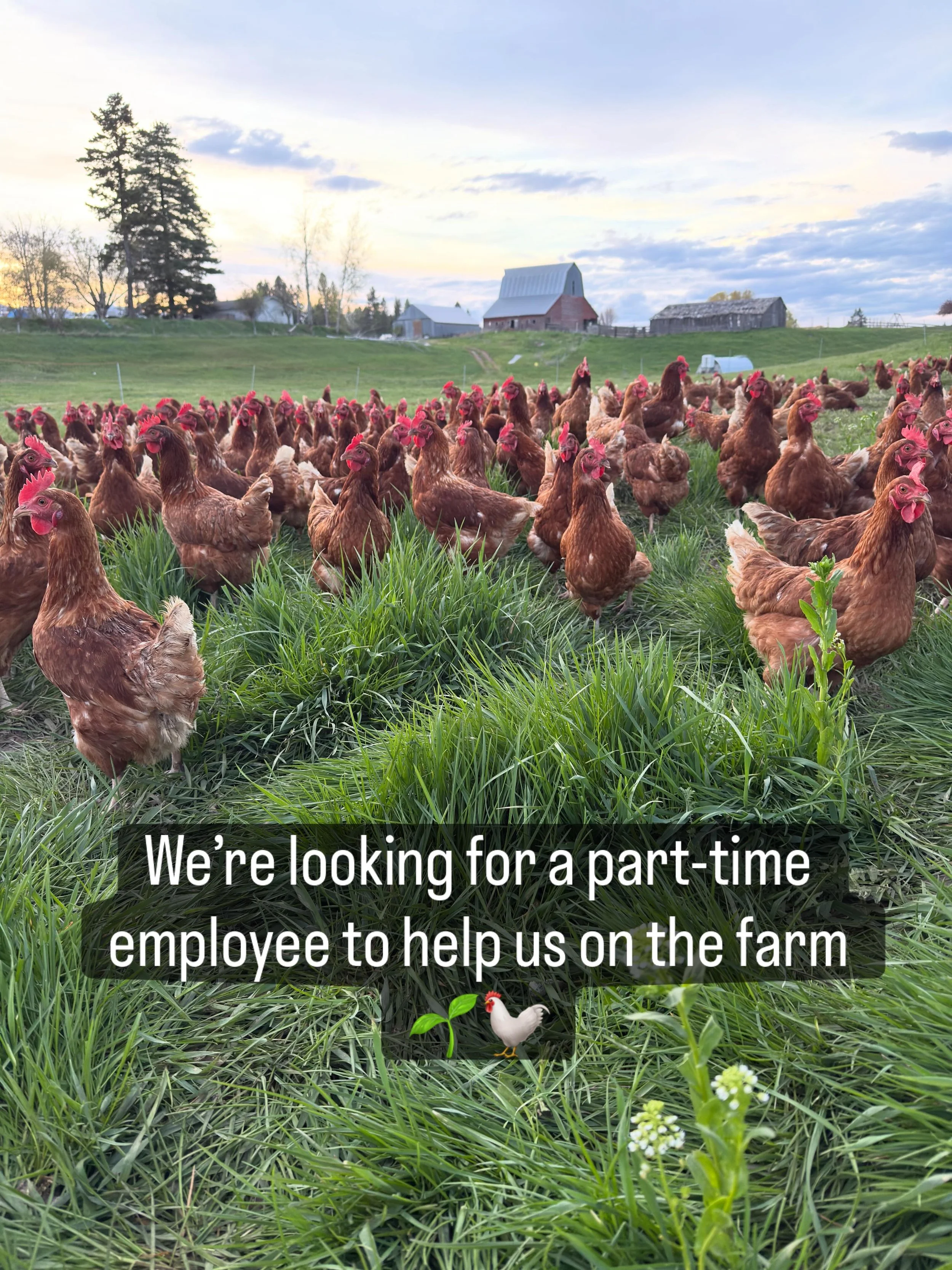We&rsquo;d love to welcome someone to the farm a couple days each week 🌱🐓

We&rsquo;re looking for someone who enjoys fresh air, animals, and being part of a small hardworking team. If you&rsquo;re the kind of person who notices the little things a