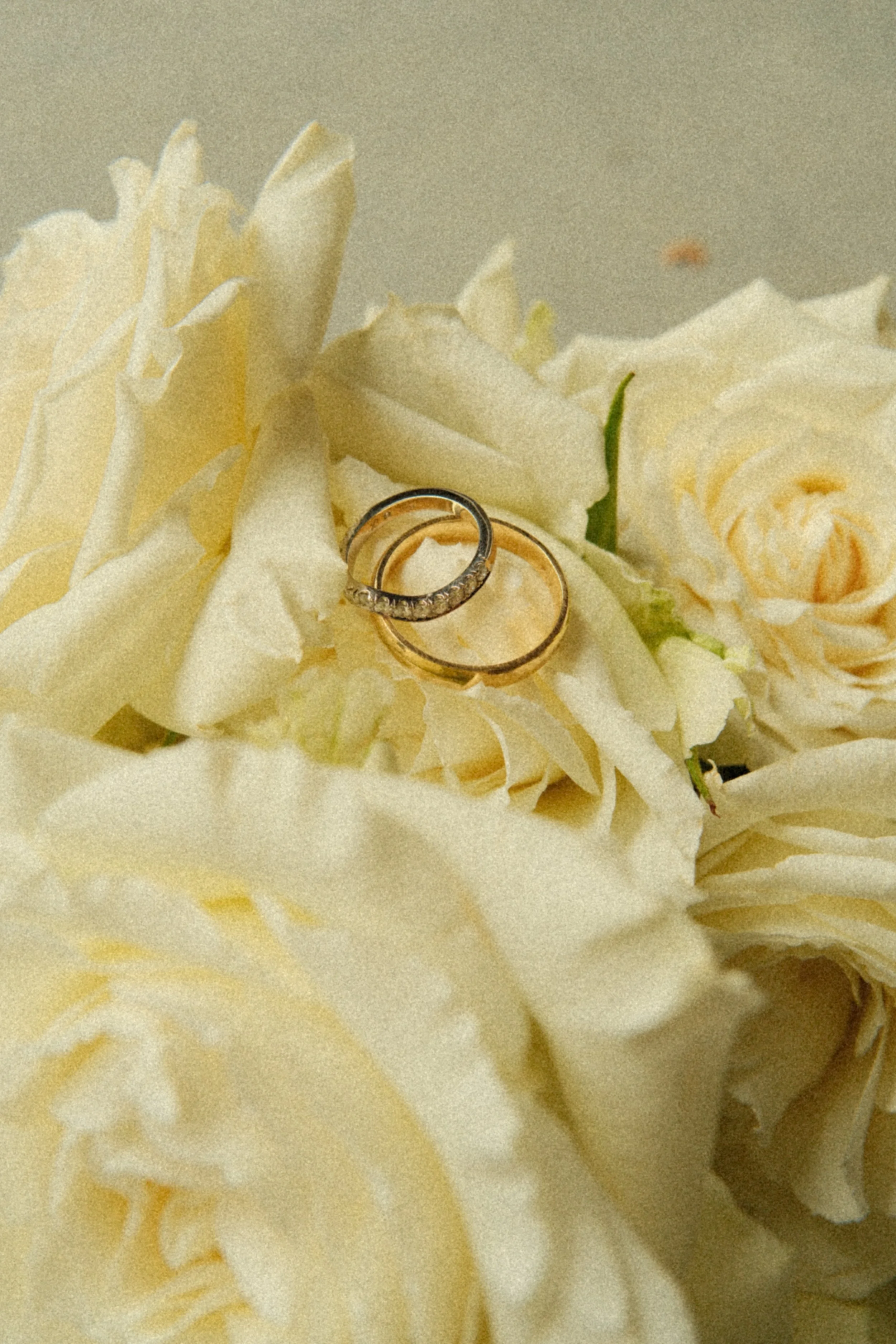 Wedding rings resting on cream-colored roses.