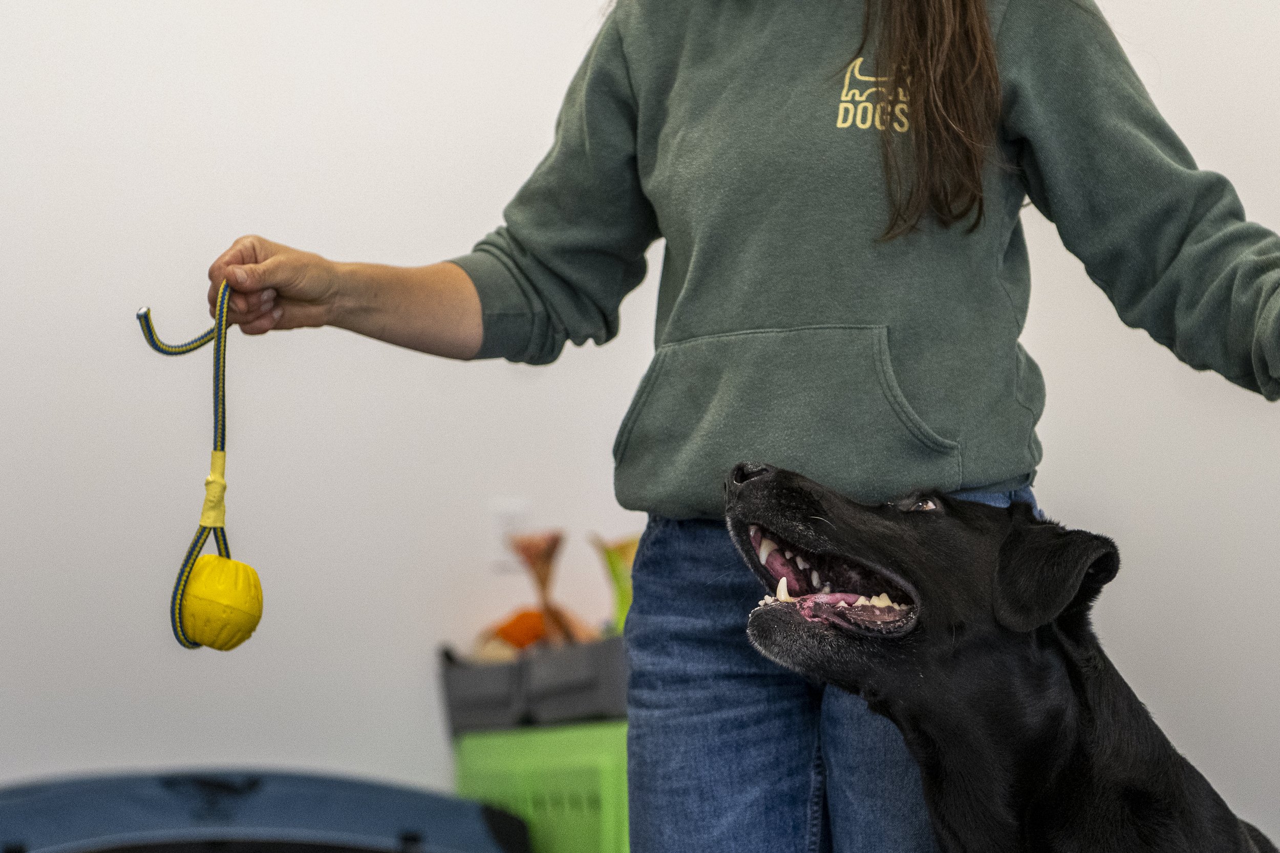 2025-08 - Strathcona Dogs - Training Space-124.jpg