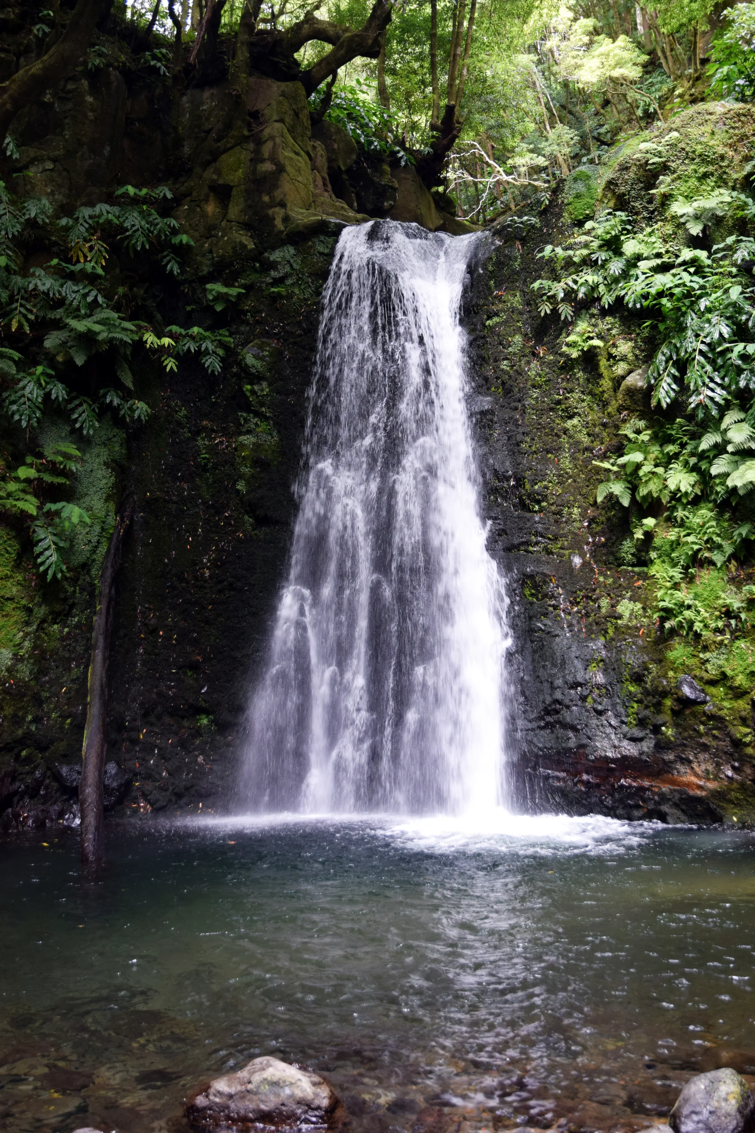 A small waterfall flows into a pool surrounded by rocks and lush green trees and plants in a forest.