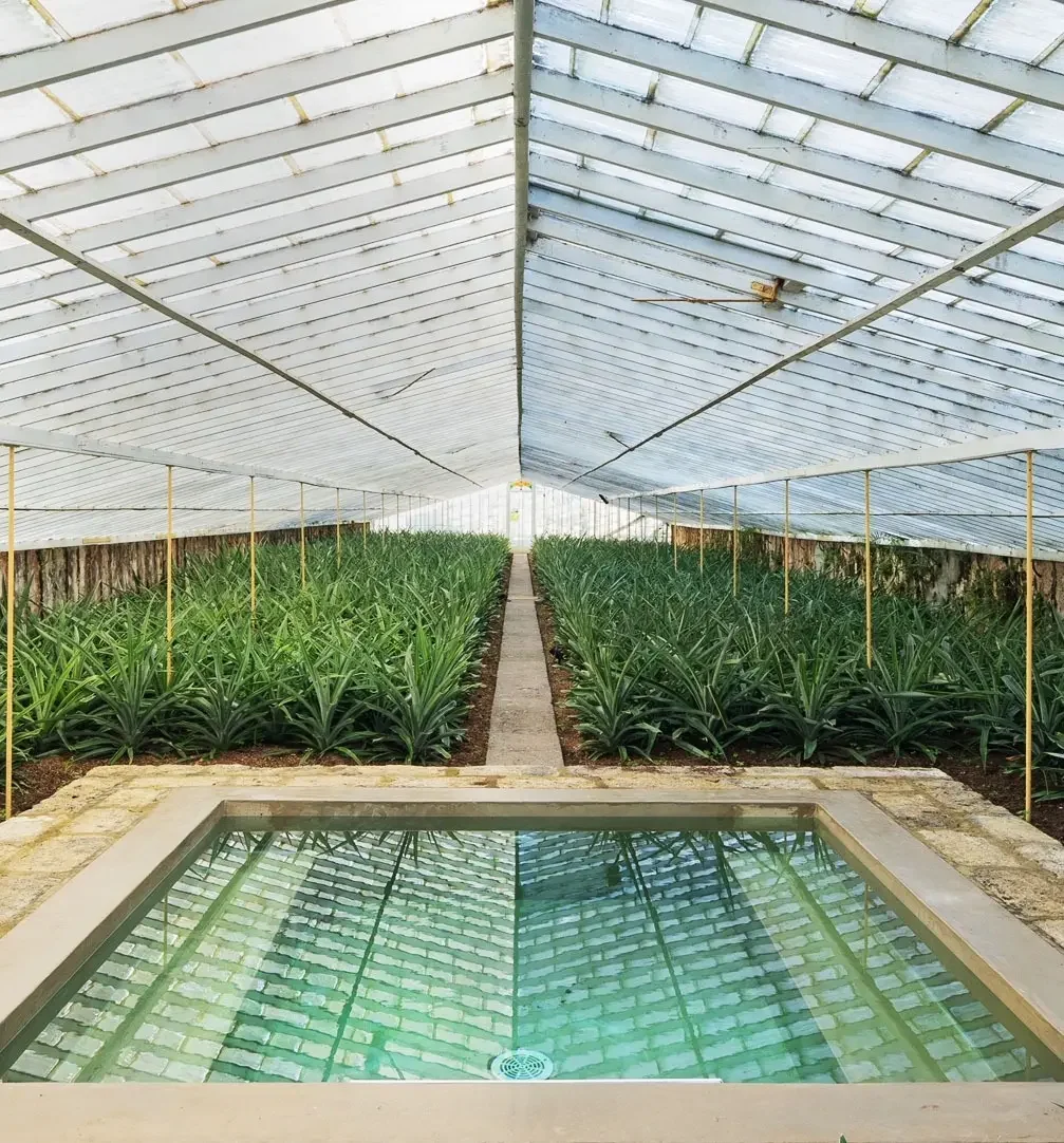 Inside a greenhouse with rows of green plants growing on each side of a narrow walkway, and a small rectangular pool of water in the foreground, all covered by a metal and glass roof.