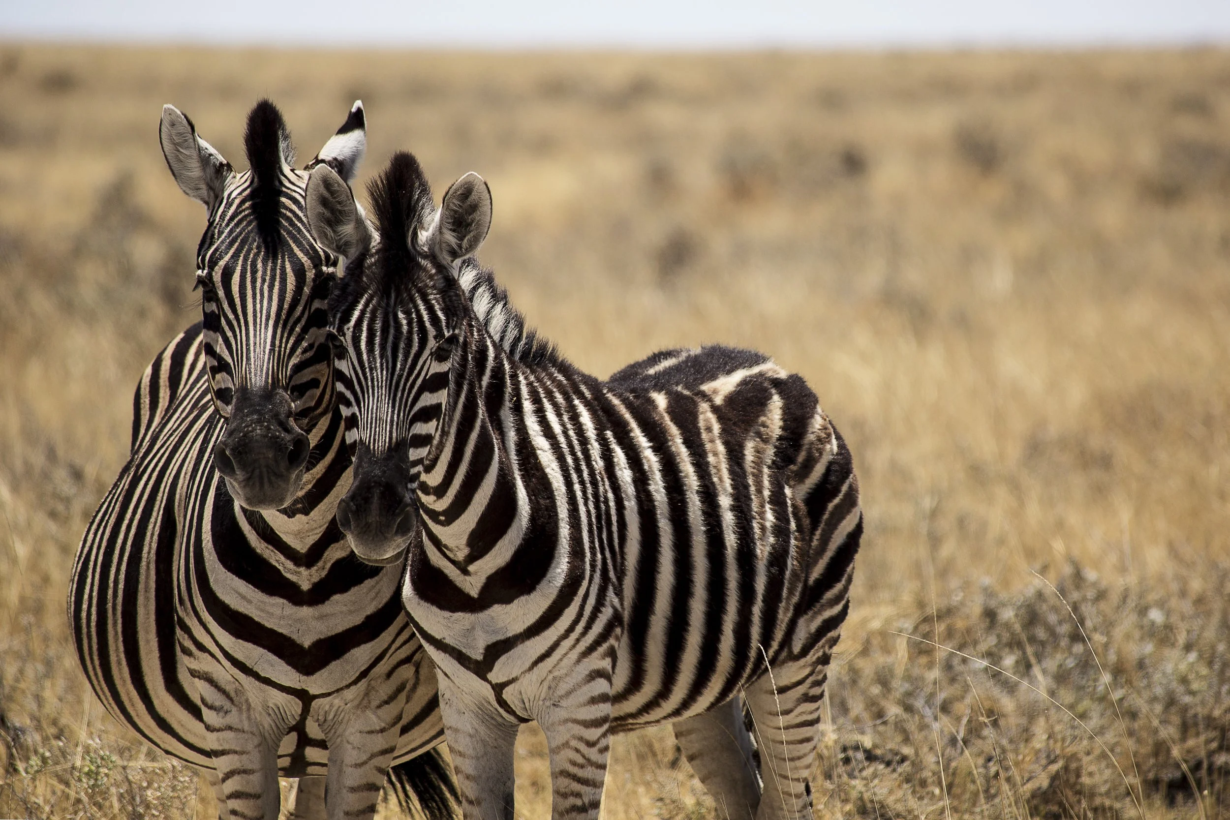 Two zebras standing in a grassland with a blurred background, facing the camera.