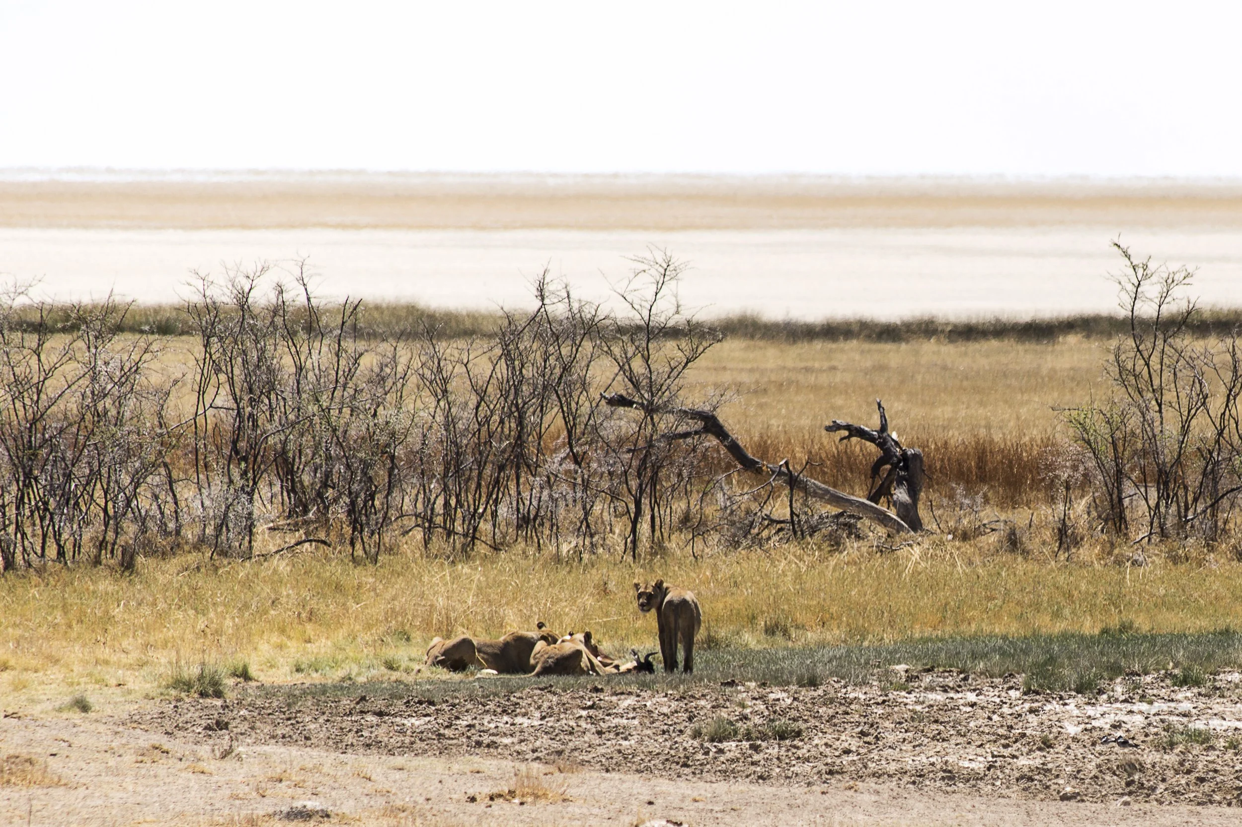 A group of lions resting on the ground in a dry, grassy savanna landscape with sparse trees and bushes.