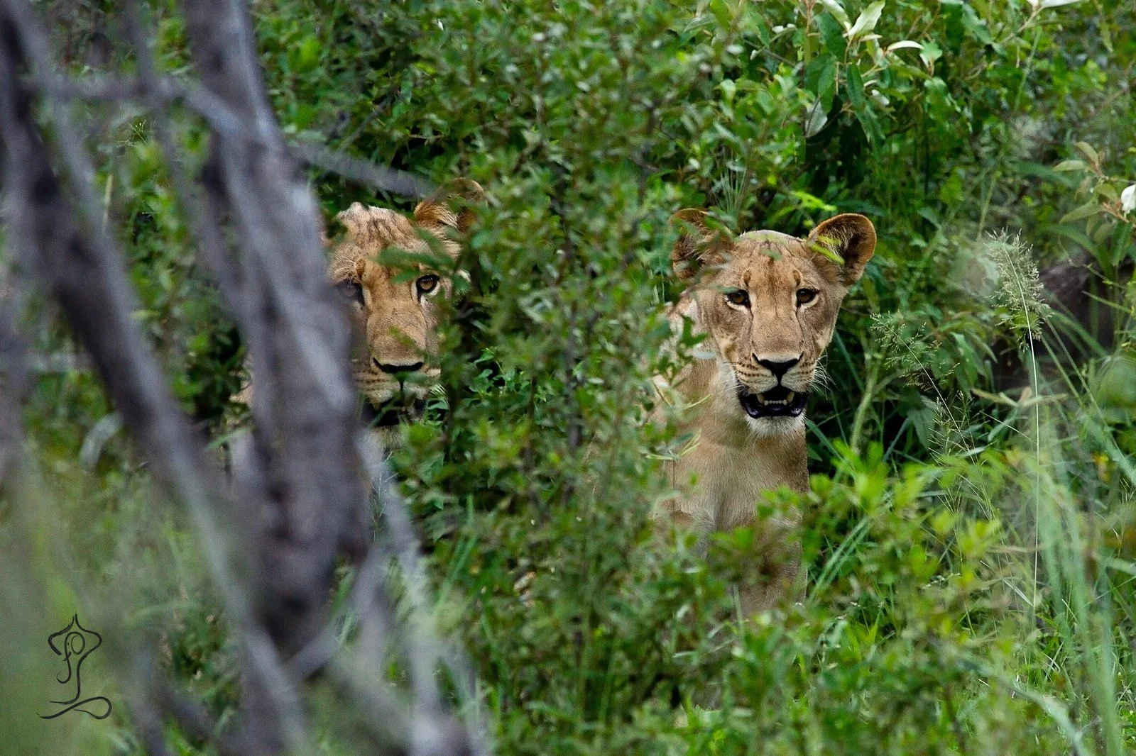 Two young lions peeking through dense green foliage in a jungle in Namibia