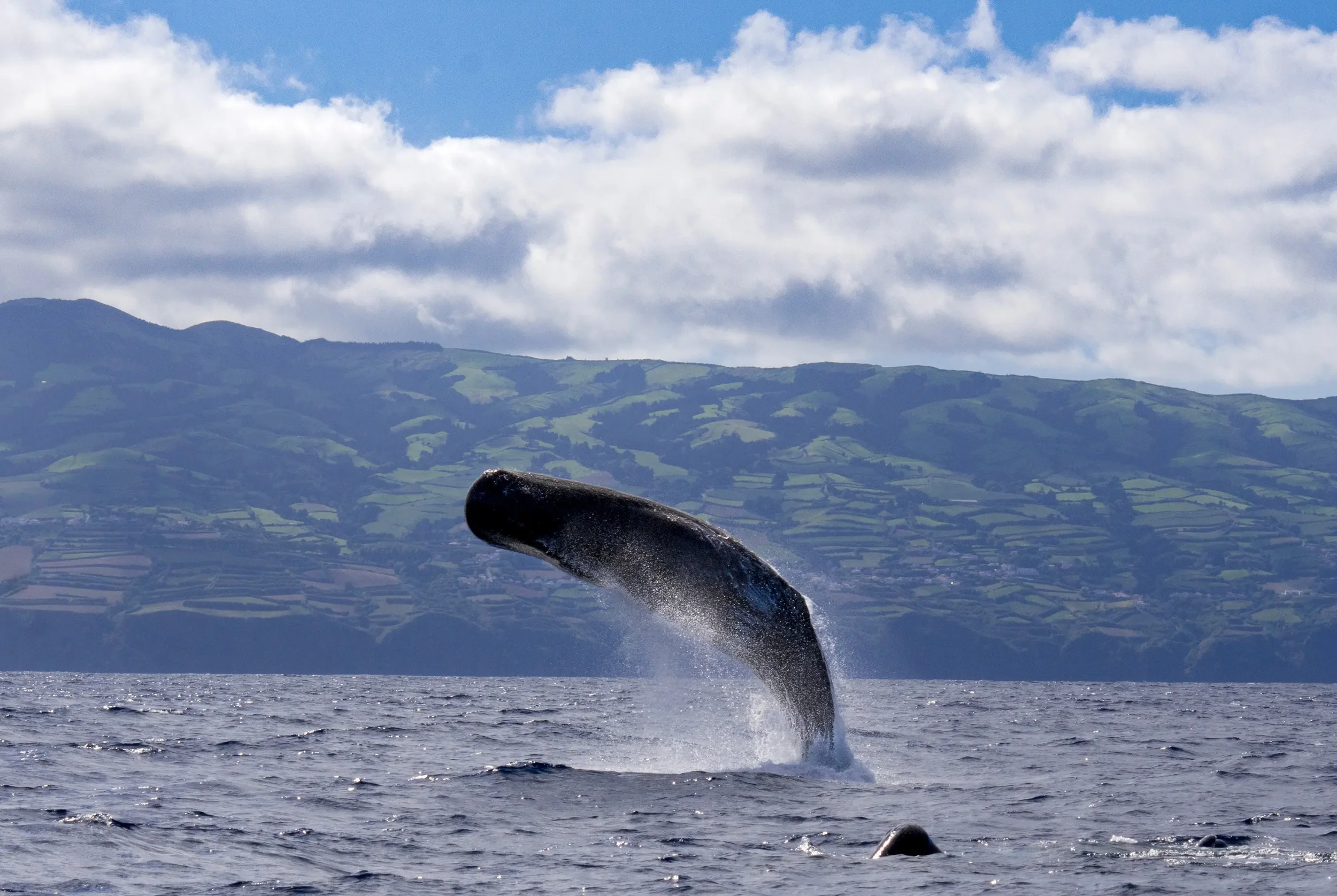 A whale's tail flipping out of the ocean water near a boat, with hills and clouds in the background.