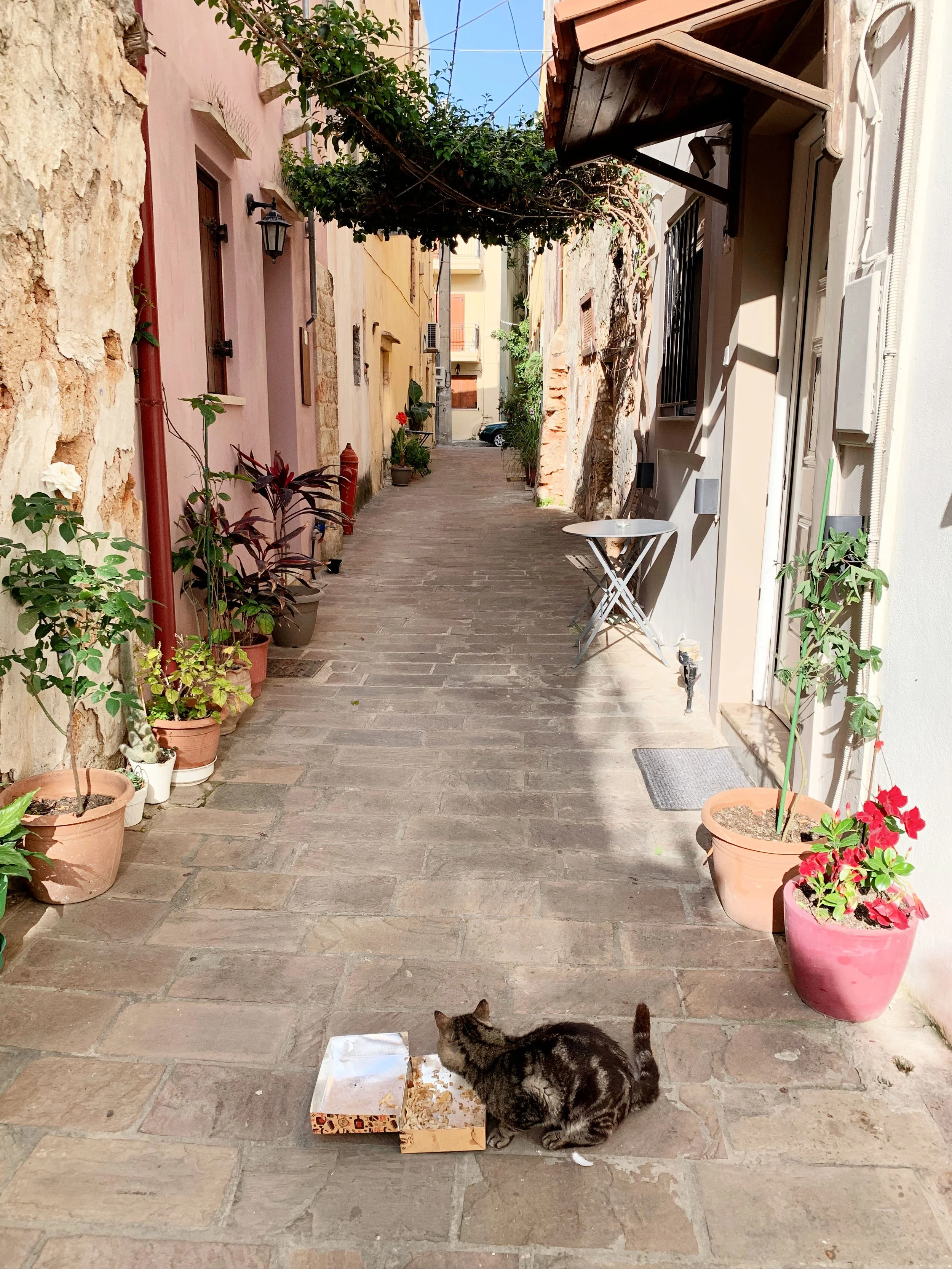 Chania Crete Cats