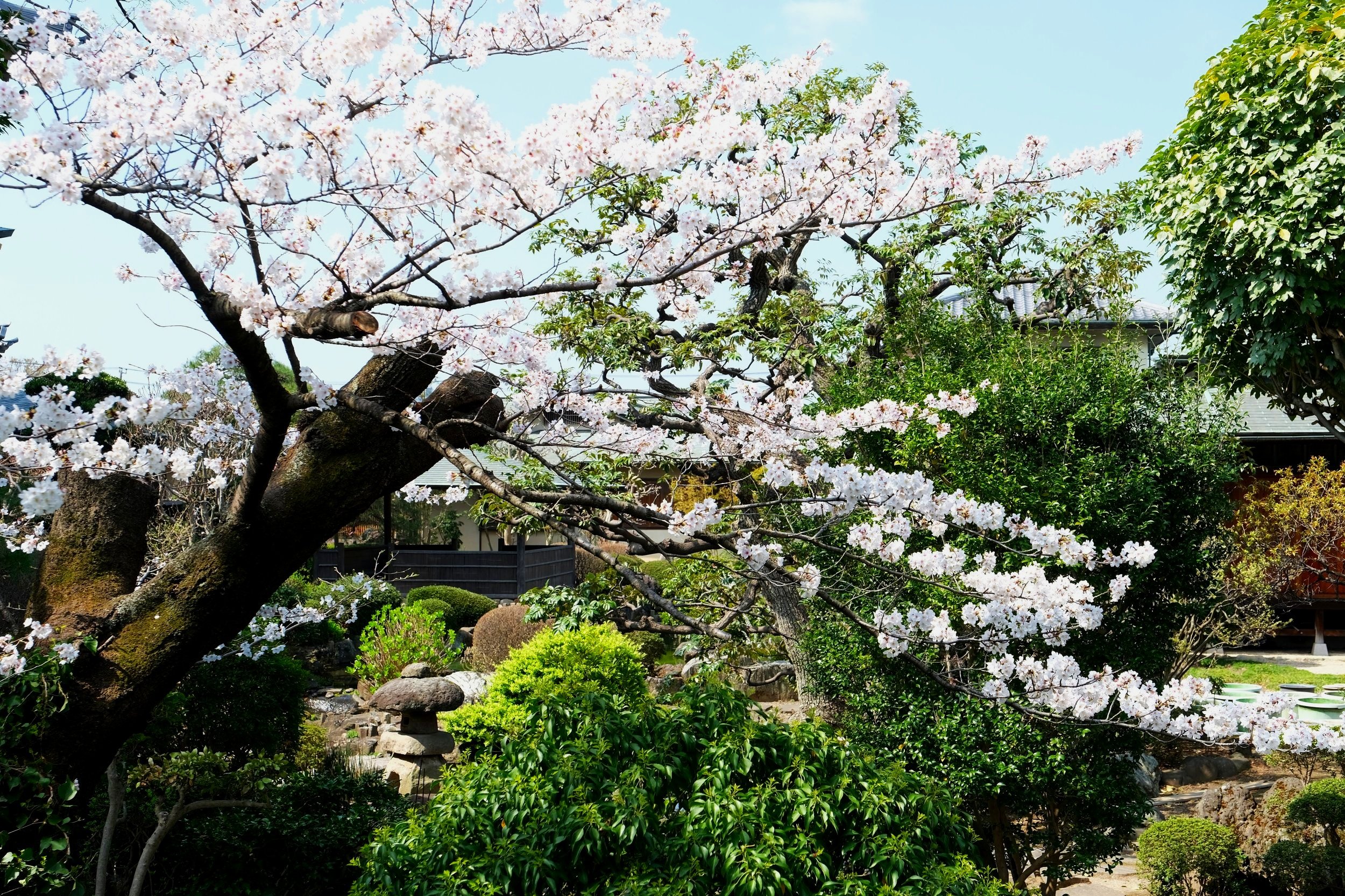 Edo Era Garden at Sangakuin Temple 