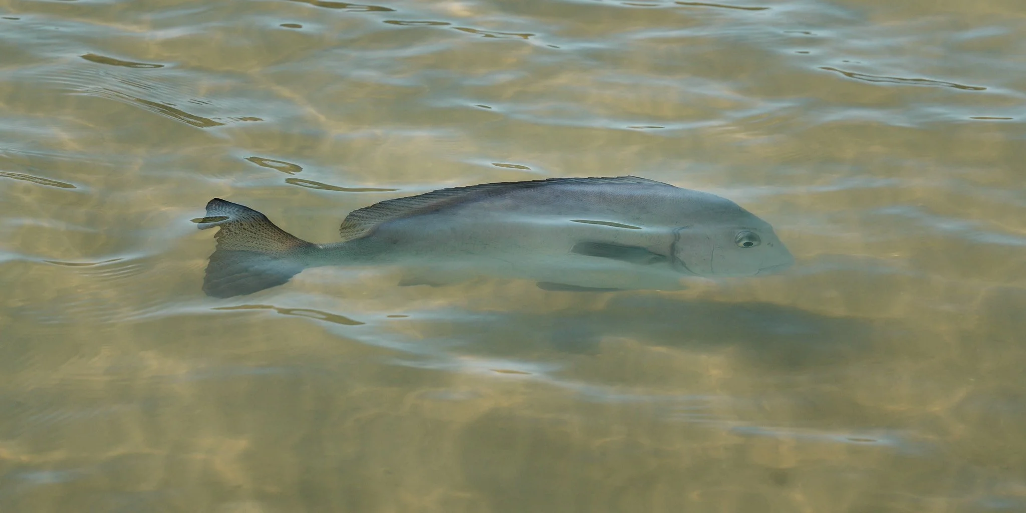 Bastard-2024-07-10 08.49.08.jpg