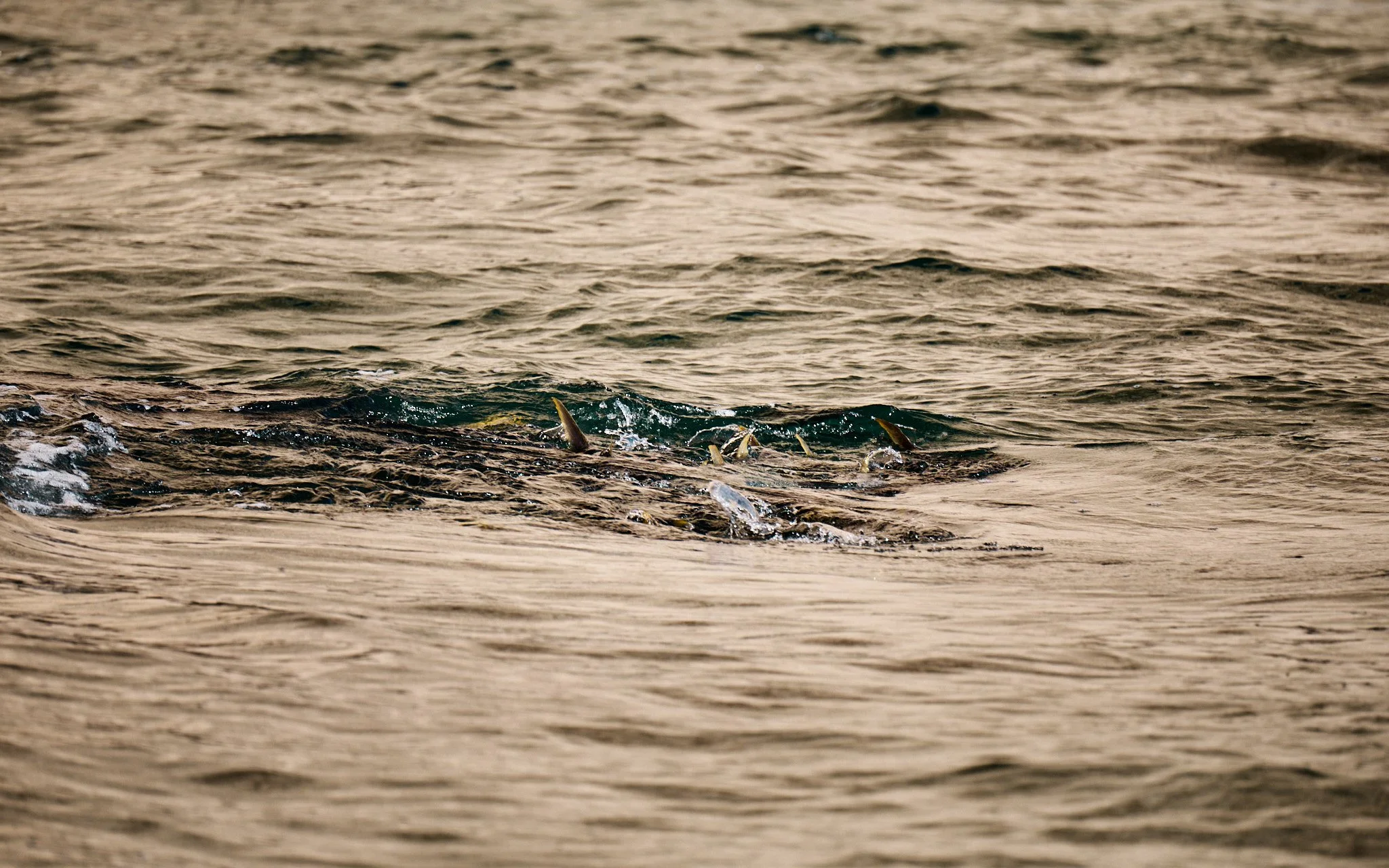 ASF & Flatscraft Oman -2025-11-06 08.24.11 1151.jpg