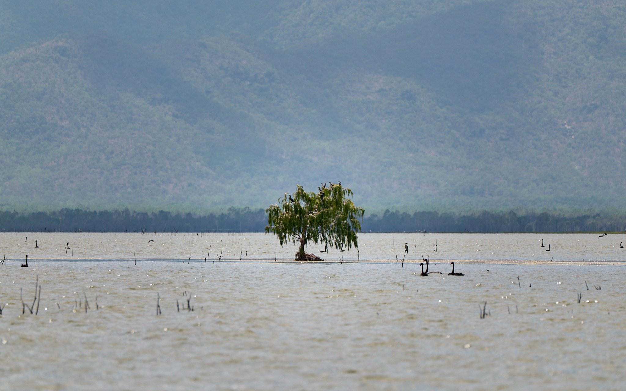 AFO & TBRG Barra Release Ross Dam -2025-01-06 00.01.17.jpg