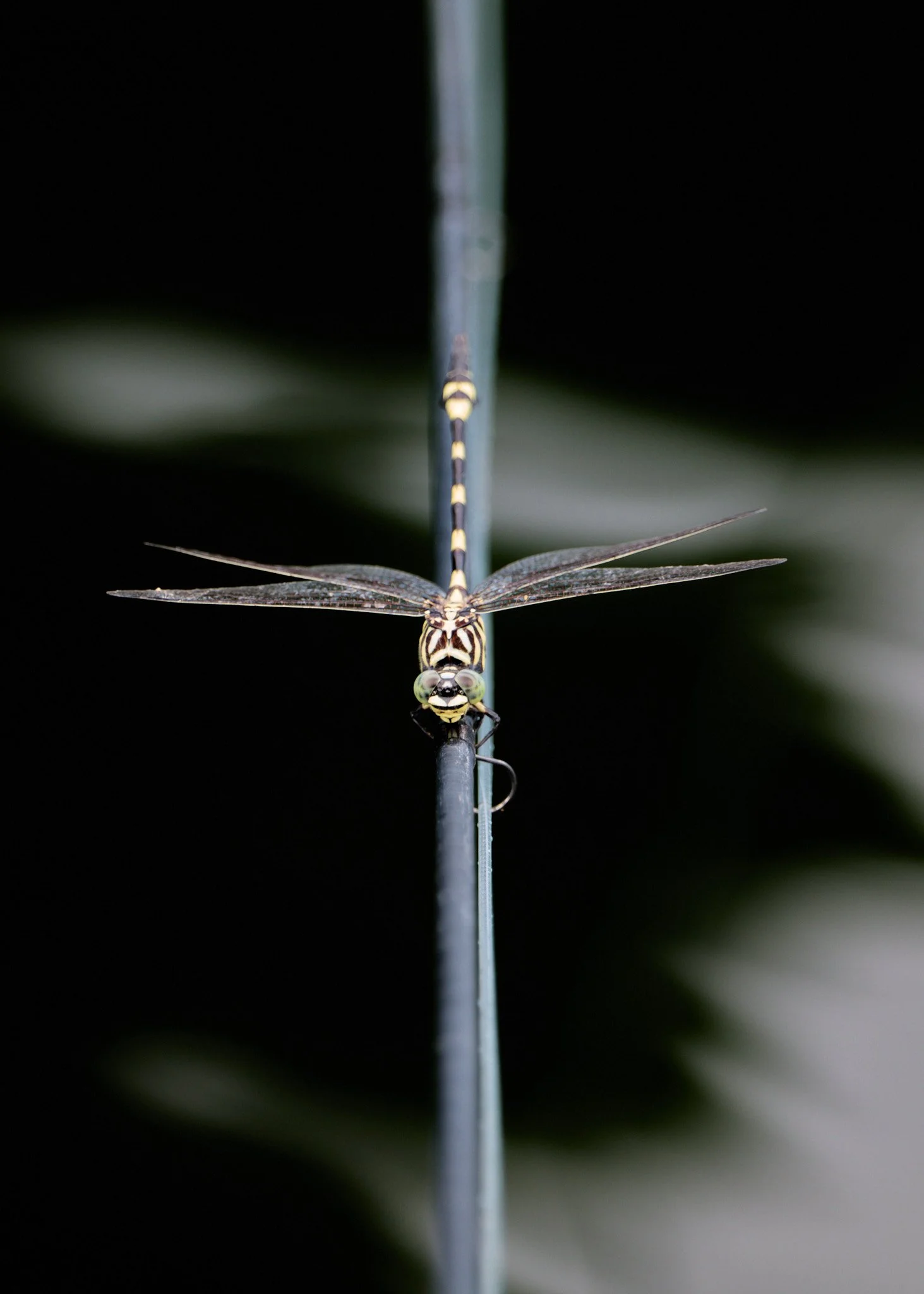 Barramundi-2026-01-10 22.44.29.jpg