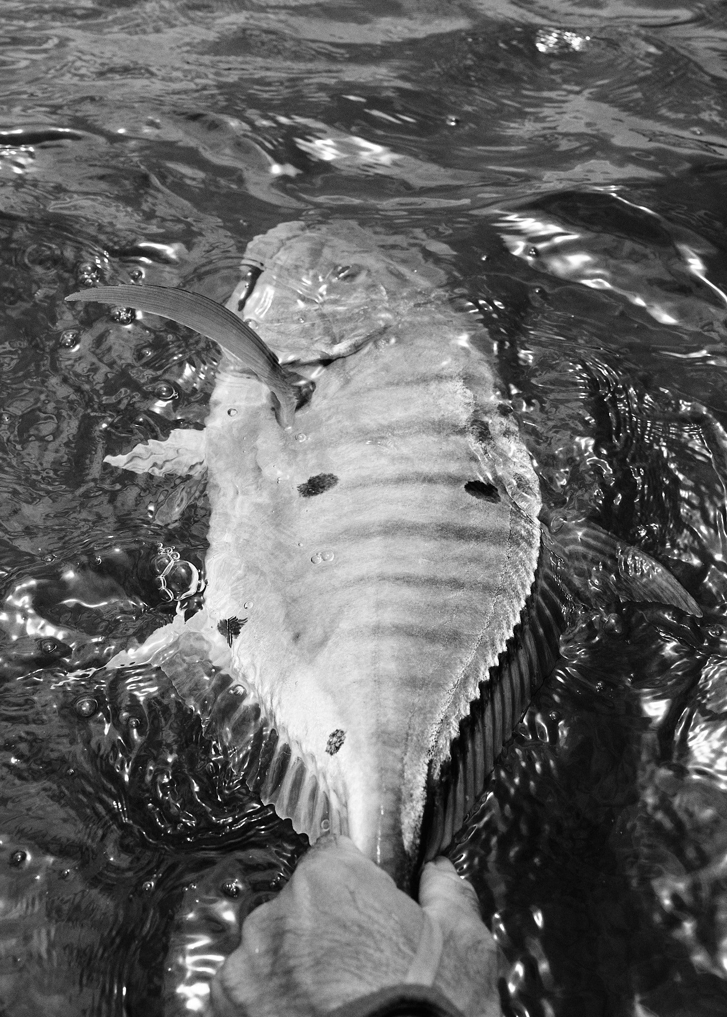 Golden Trevally-2023-10-06 10.24.30.jpg
