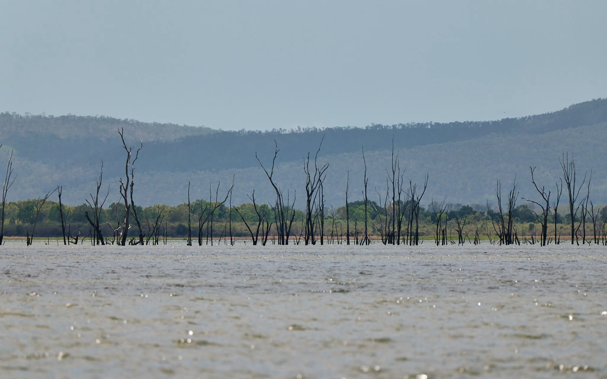 AFO & TBRG Barra Release Ross Dam -2025-01-06 00.03.03.jpg