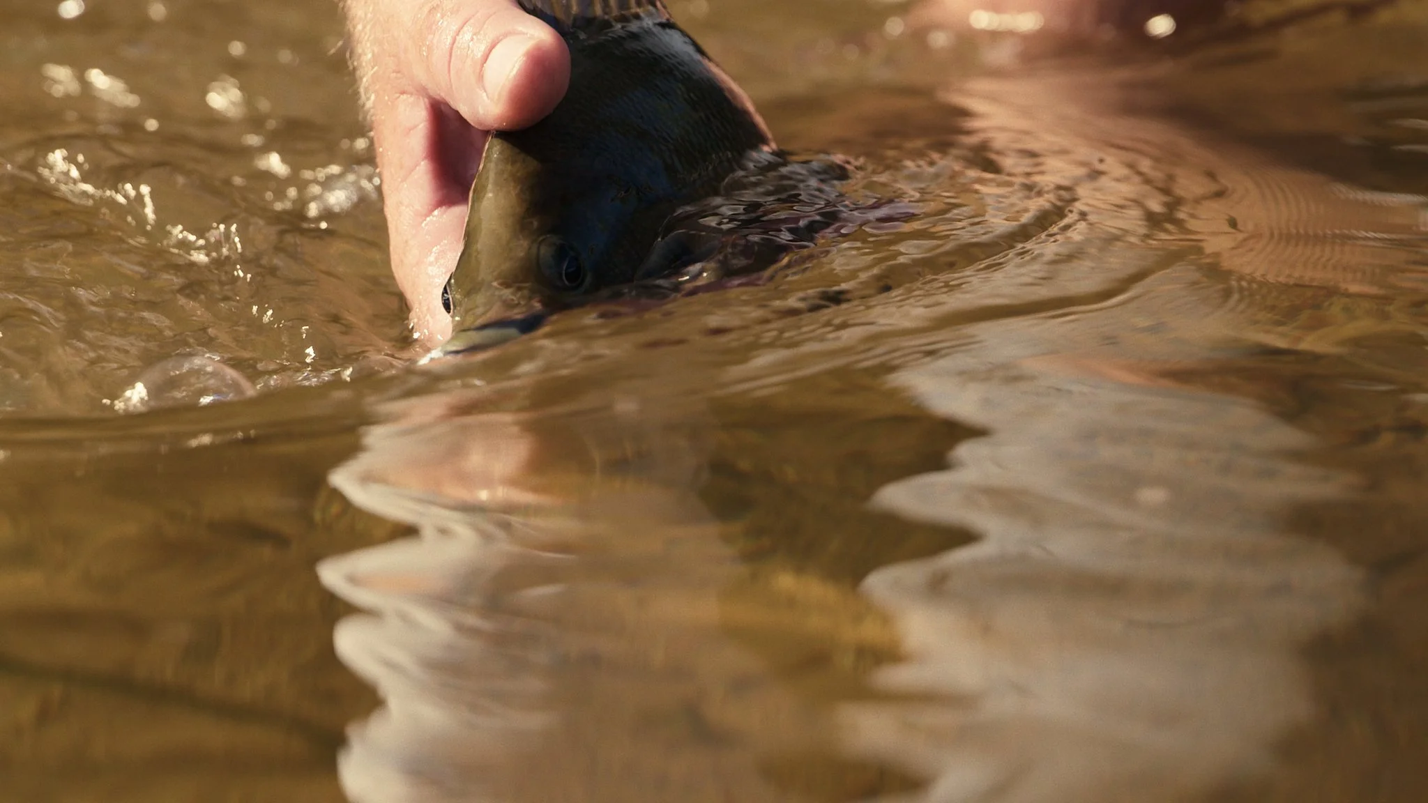 Unsorted-Shimano-2025-03-13 06.41.09 7.jpg