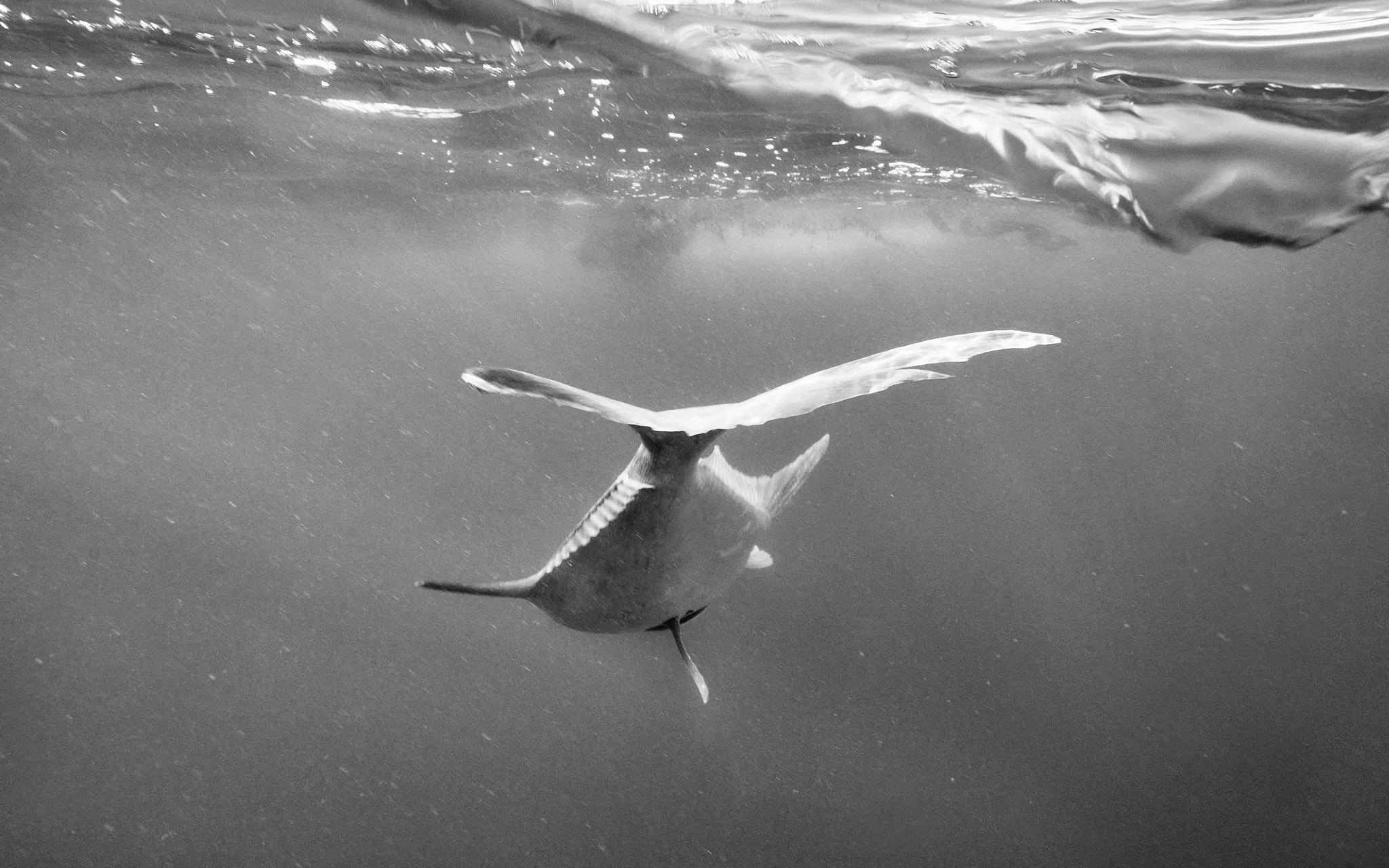 ASF & Flatscraft Oman -2025-11-09 13.59.15 4857.jpg