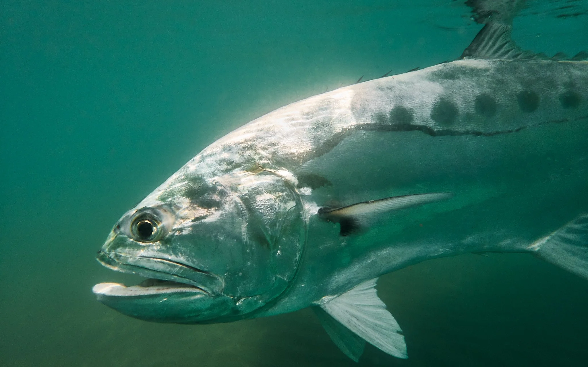 Unsorted-2025-06-10 13.59.58 1.jpg