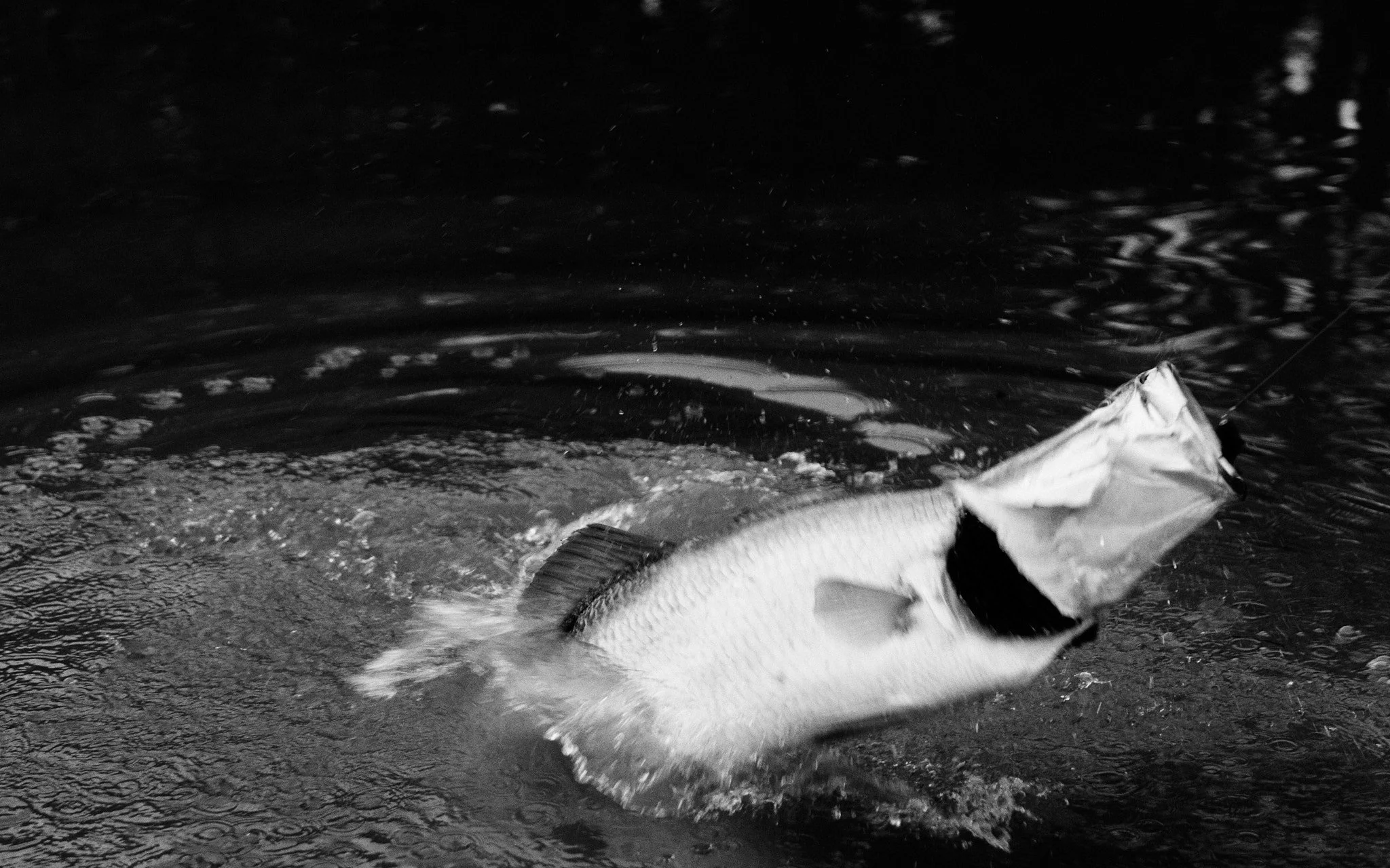 Barramundi-2026-01-02 06.00.12.jpg