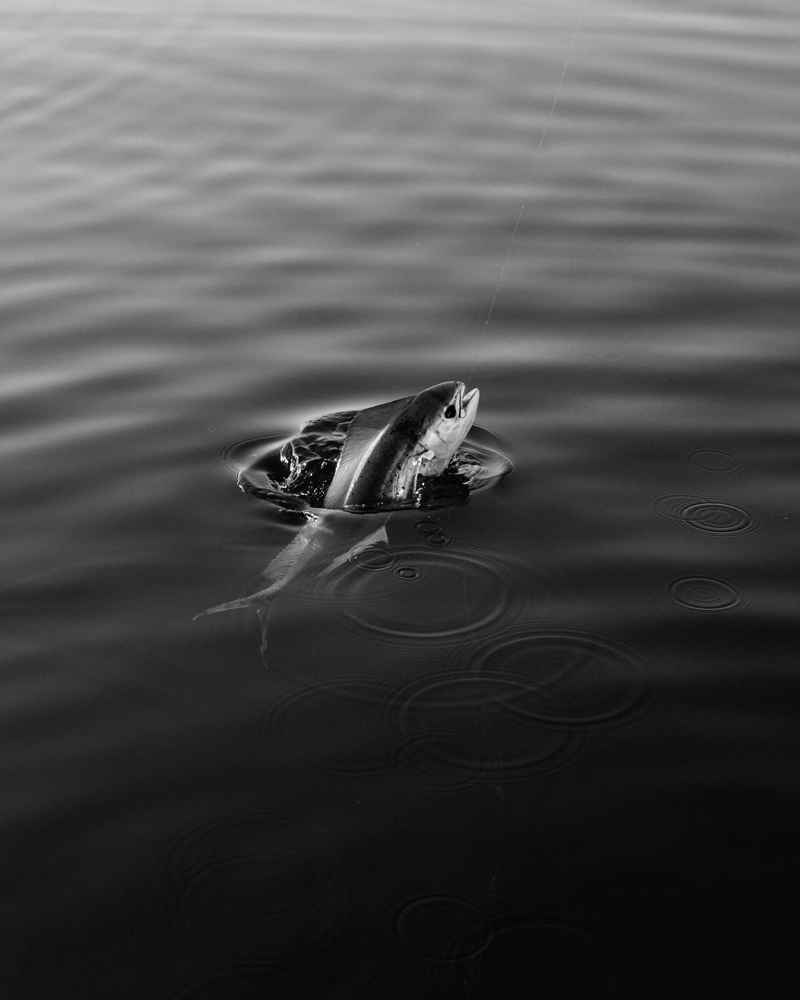 ASF & Flatscraft Oman -2025-11-07 14.51.57 3863.jpg