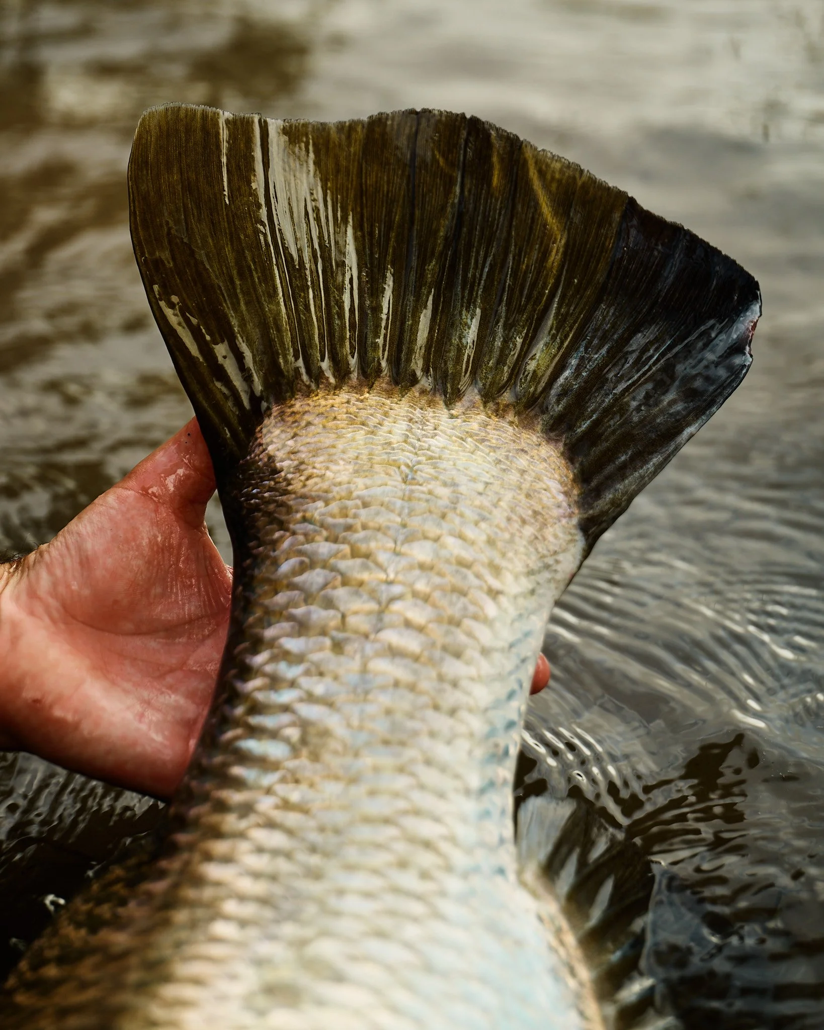 Barramundi-2025-04-04 07.10.45.jpg