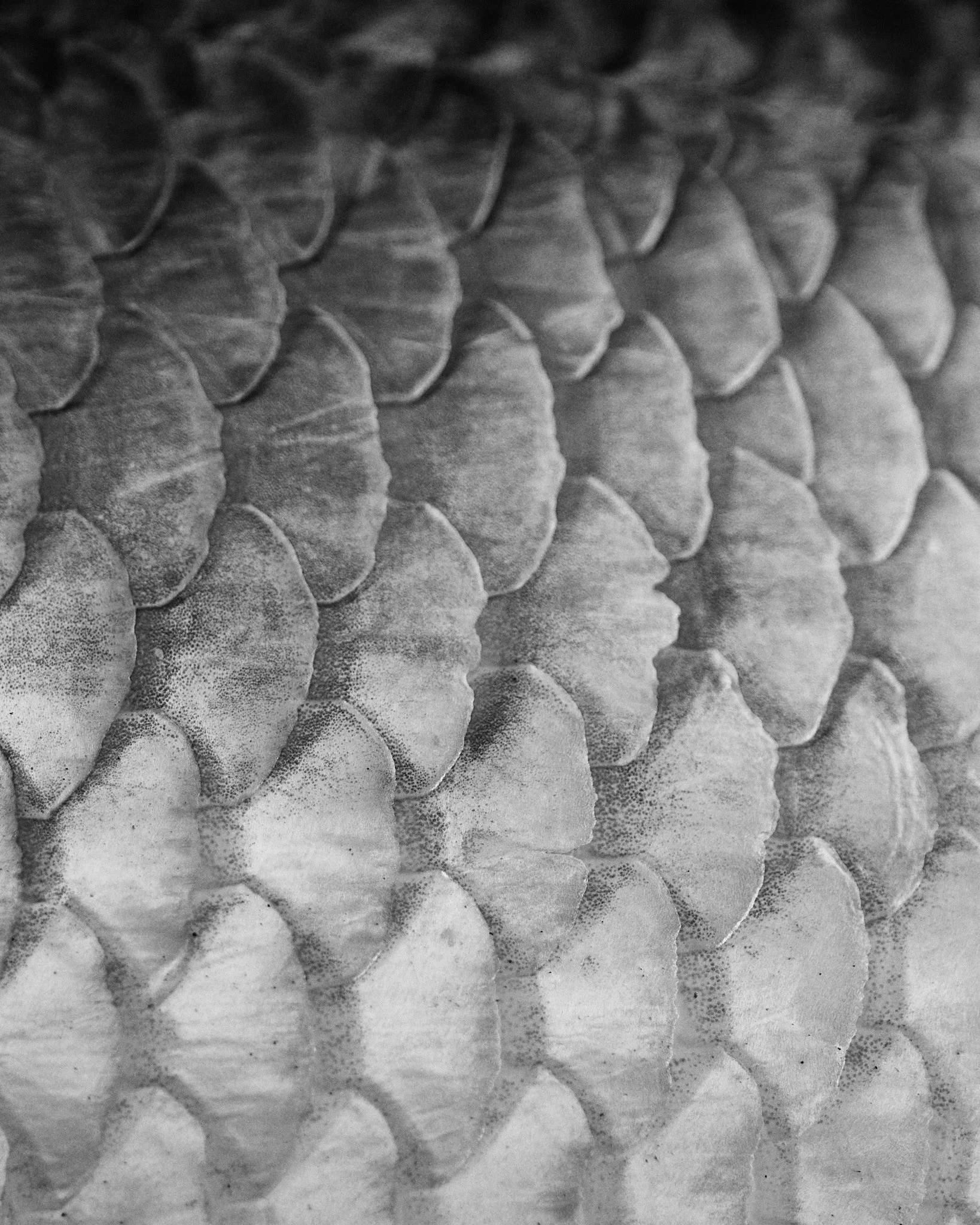 Barramundi-2025-04-04 07.10.57.jpg