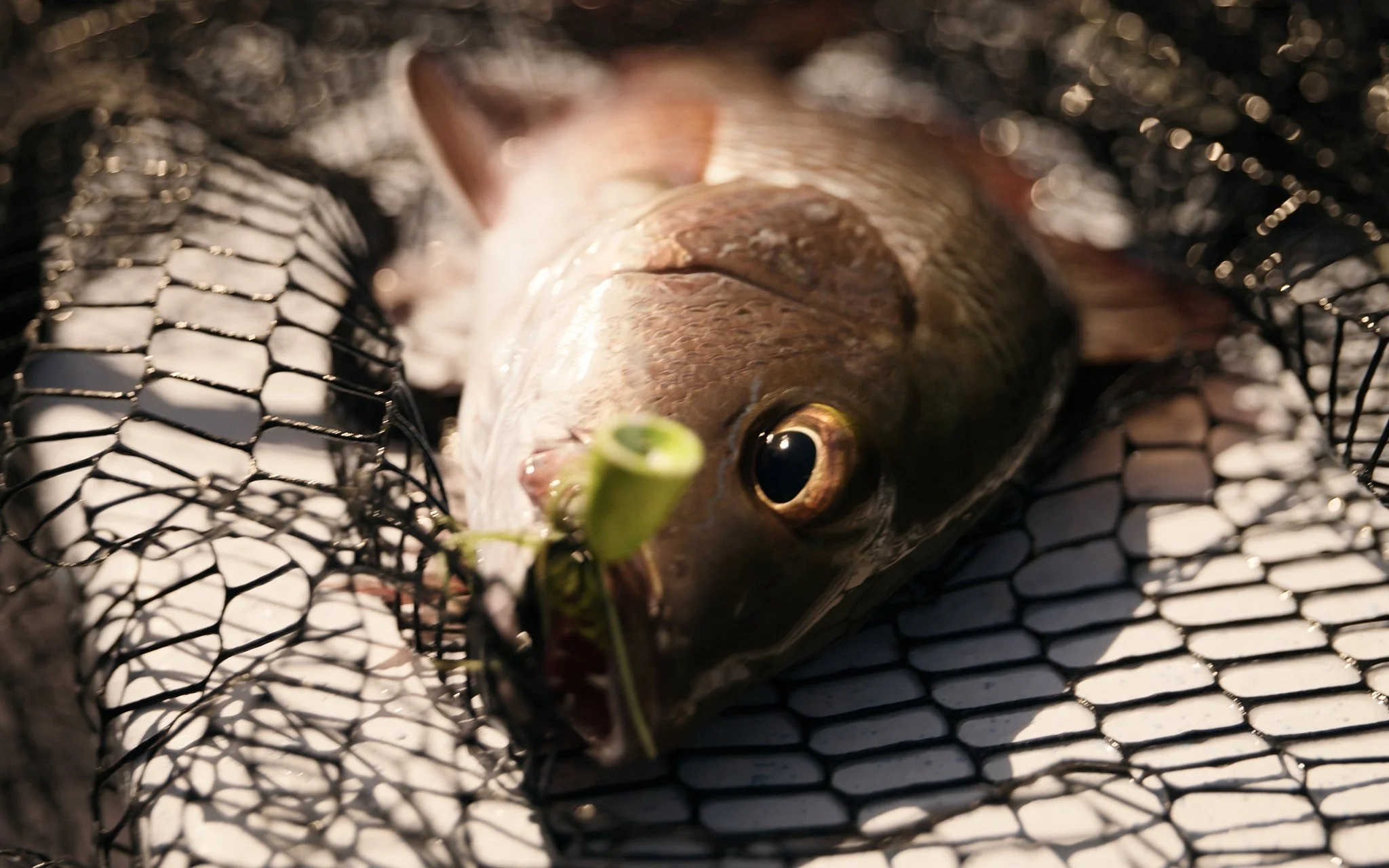 Unsorted-Shimano-2025-03-18 04.19.29 3.jpg