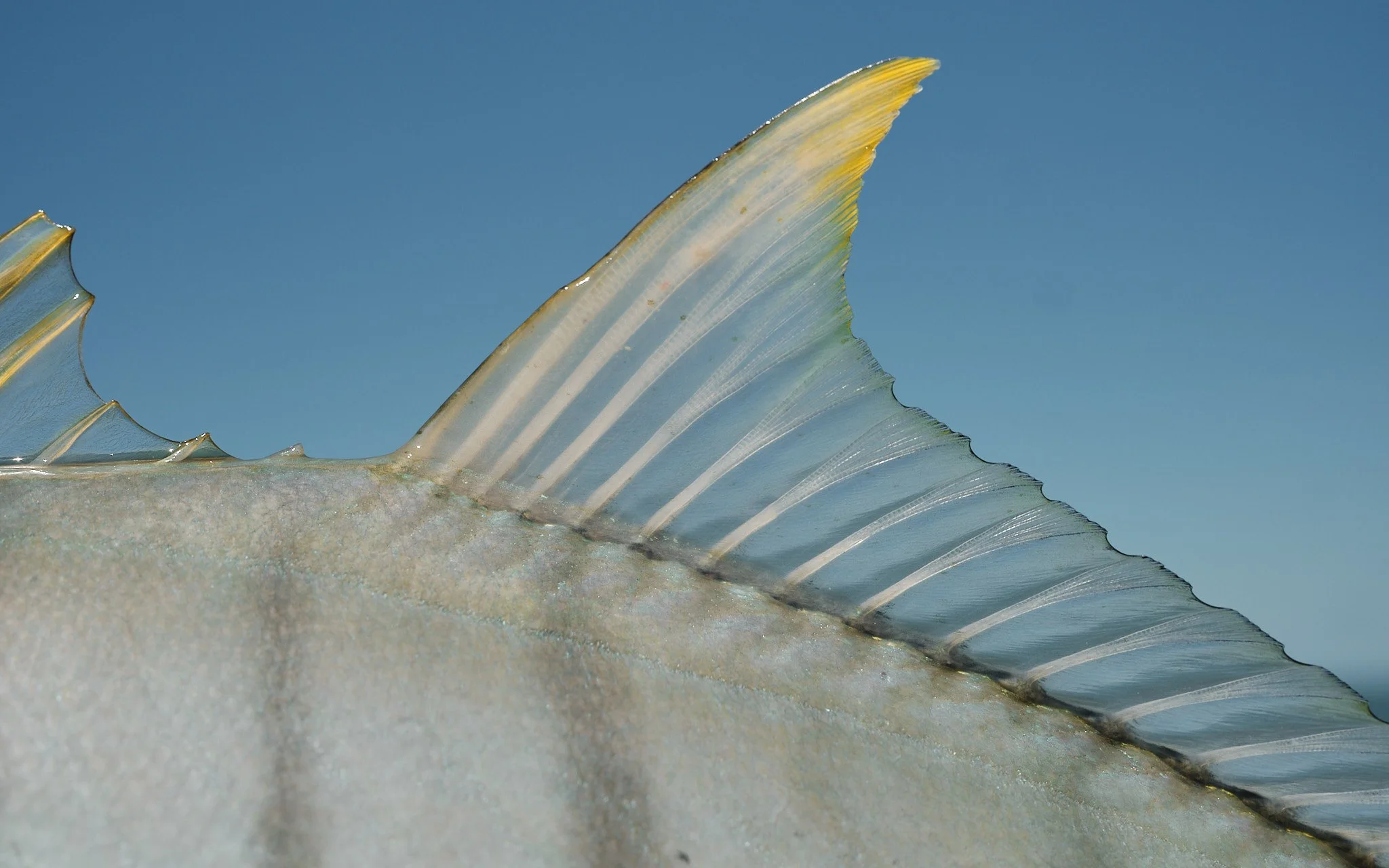 Golden Trevally-2022-09-16 13.14.08.jpg