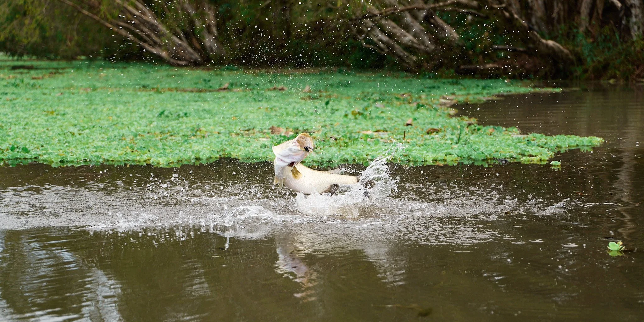 Barramundi-2024-02-23 06.30.51 30.jpg