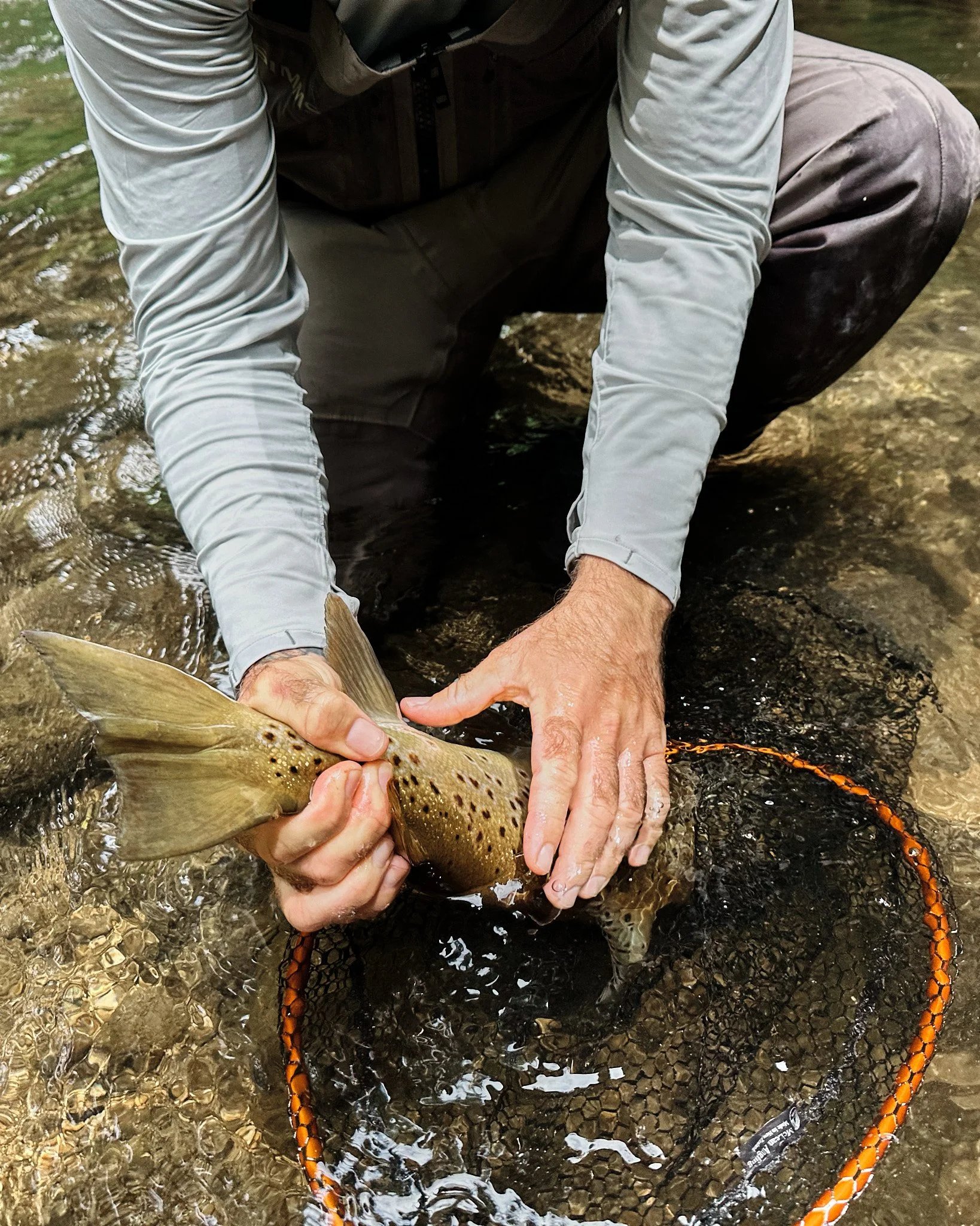 Trout-2025-01-22 13.19.10.jpg
