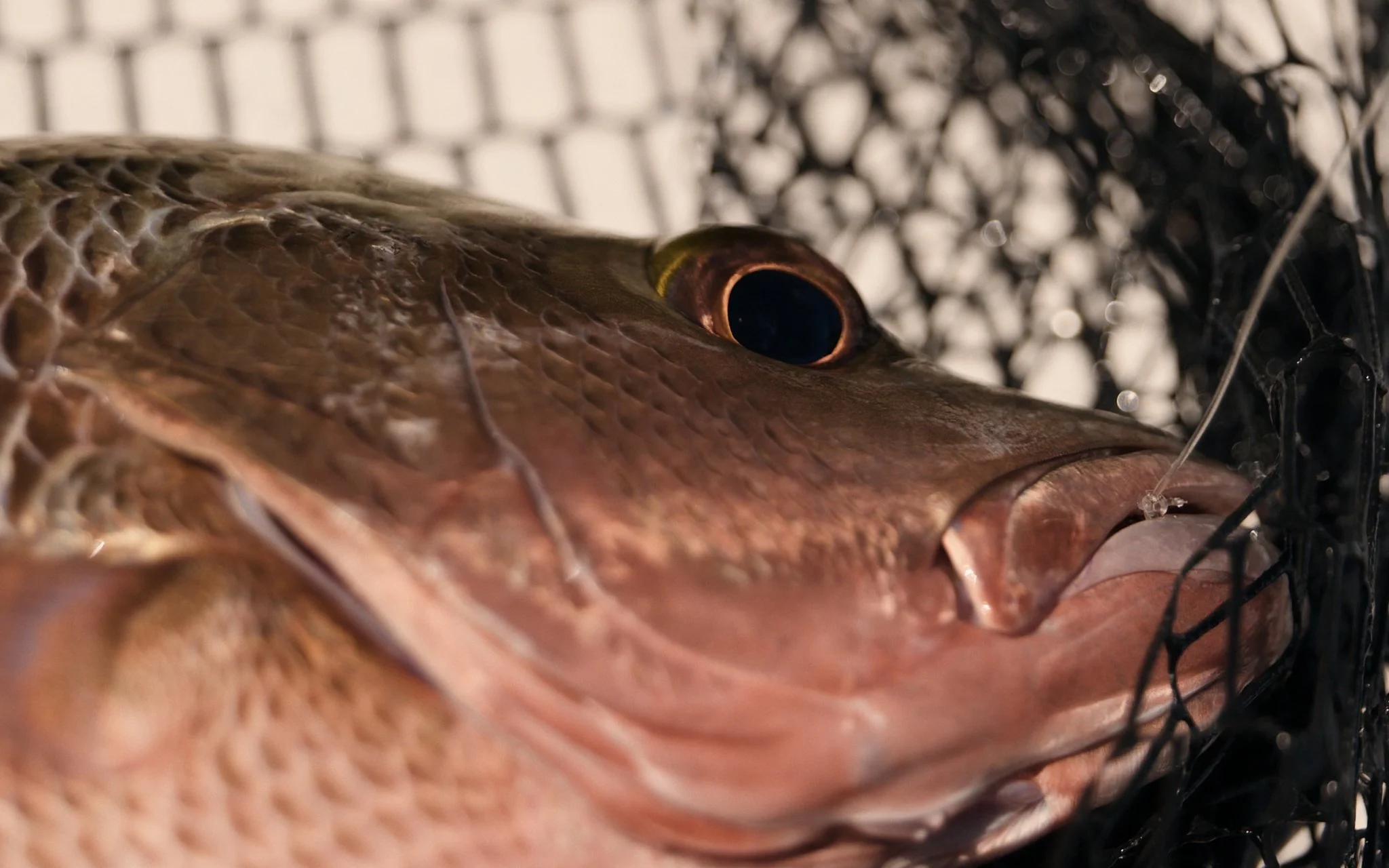 Unsorted-Shimano-2025-03-18 04.19.30.jpg