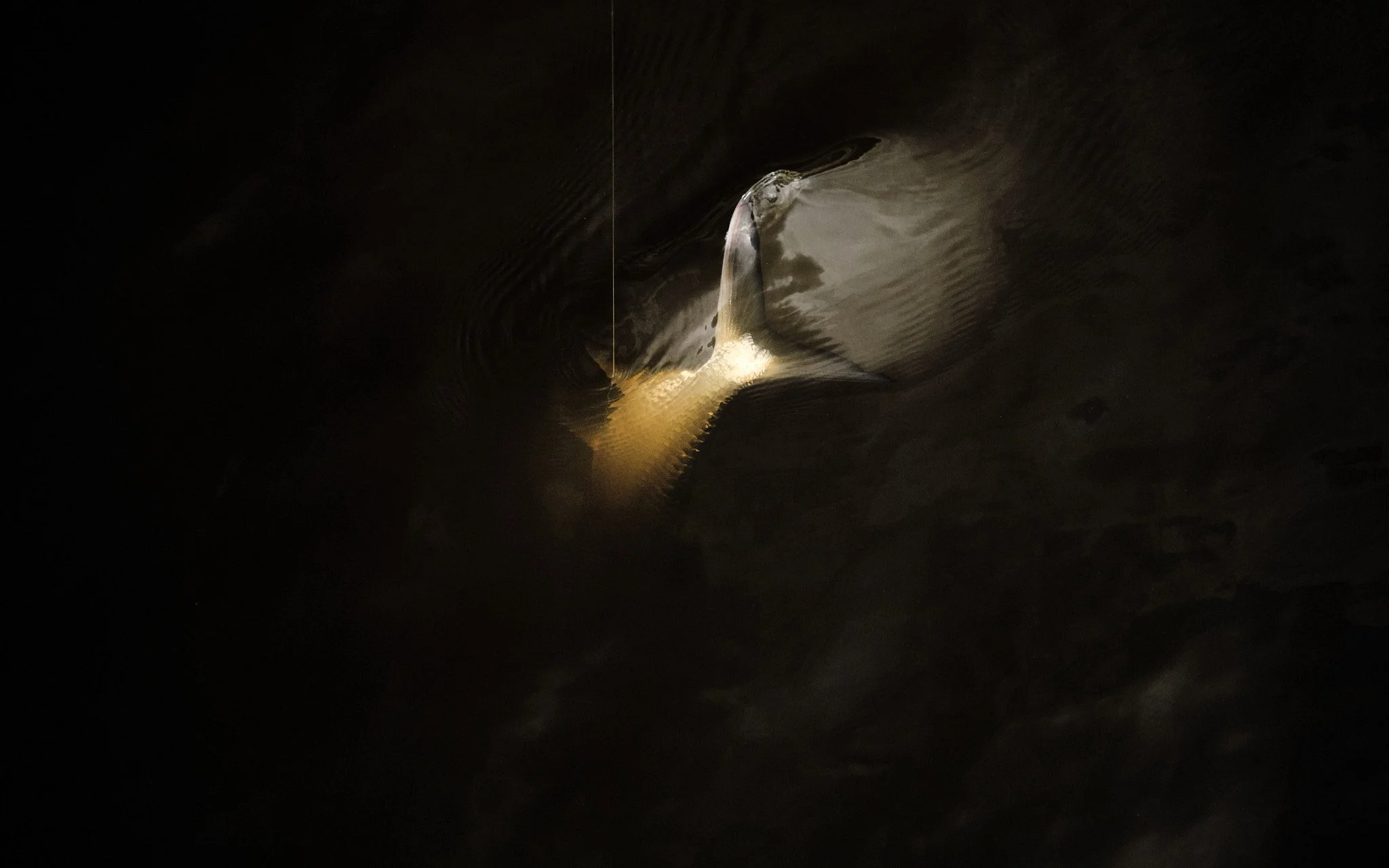 Fujifilm XT3-21-03-04-6156.jpg