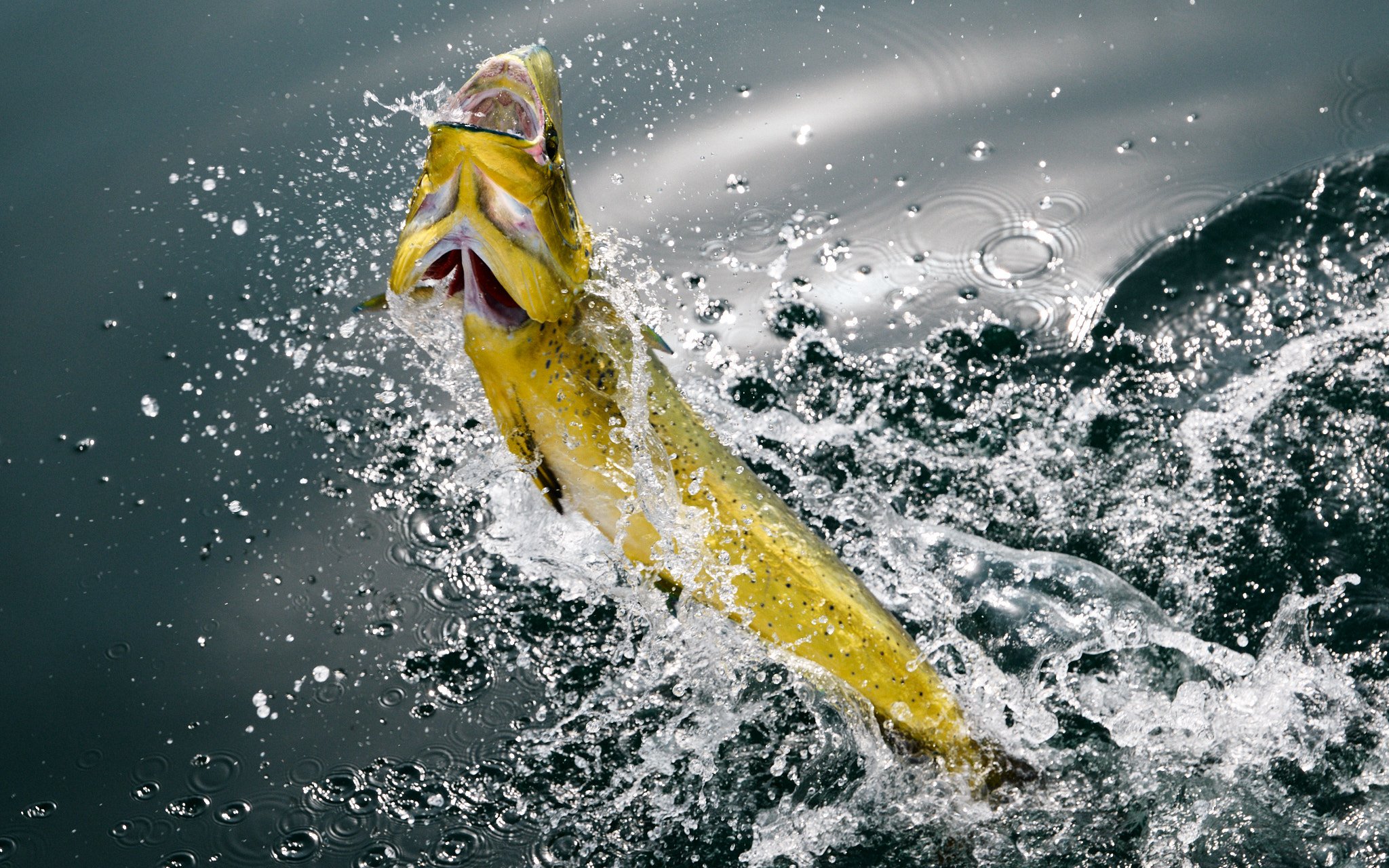 ASF & Flatscraft Oman -2025-11-07 14.00.28 3283.jpg