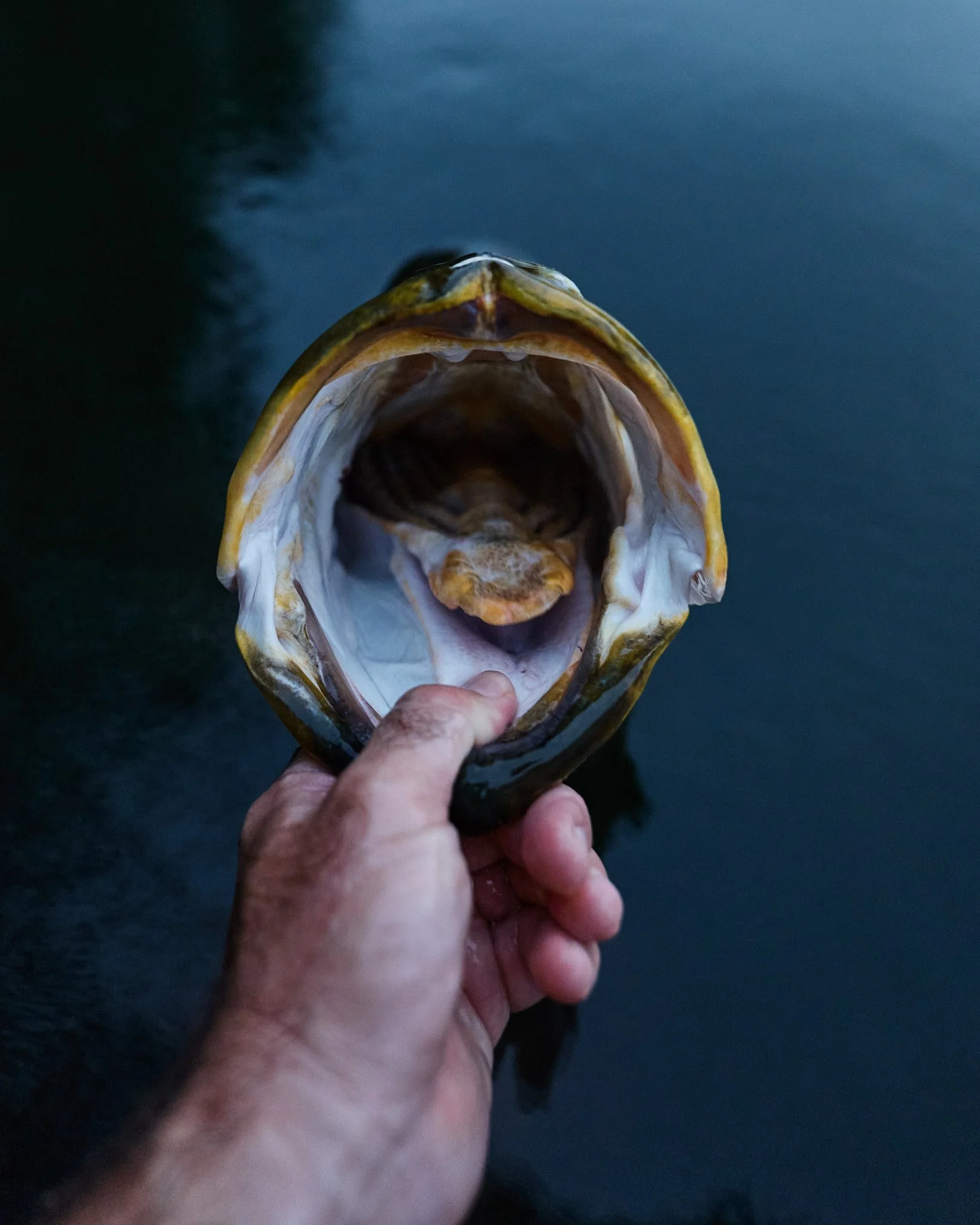 Barramundi-2026-01-10 08.34.12.jpg