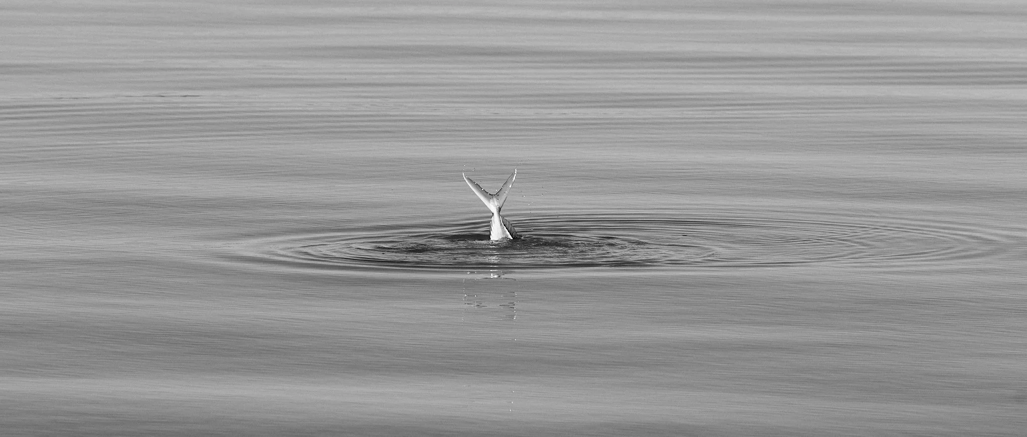 Golden Trevally-2024-06-17 12.22.57.jpg