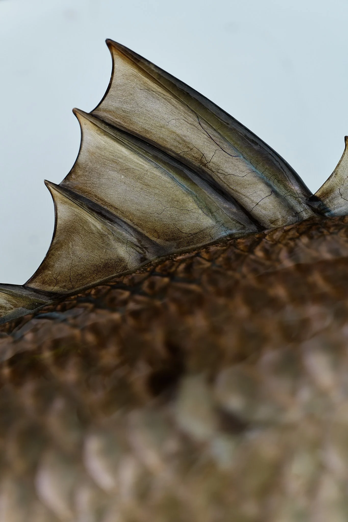 Barramundi-2024-02-23 07.20.52.jpg