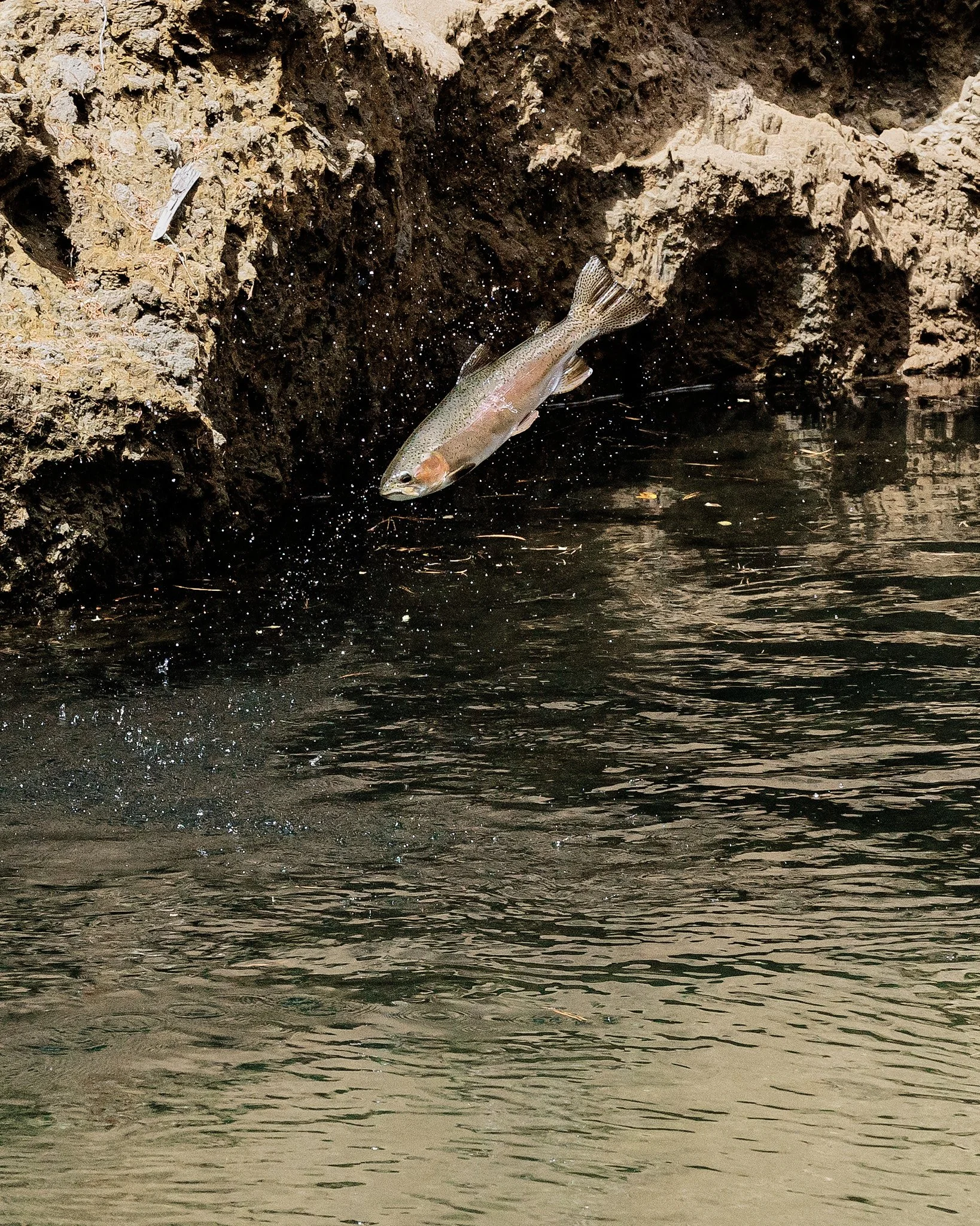 Trout-2025-01-22 11.23.47.jpg