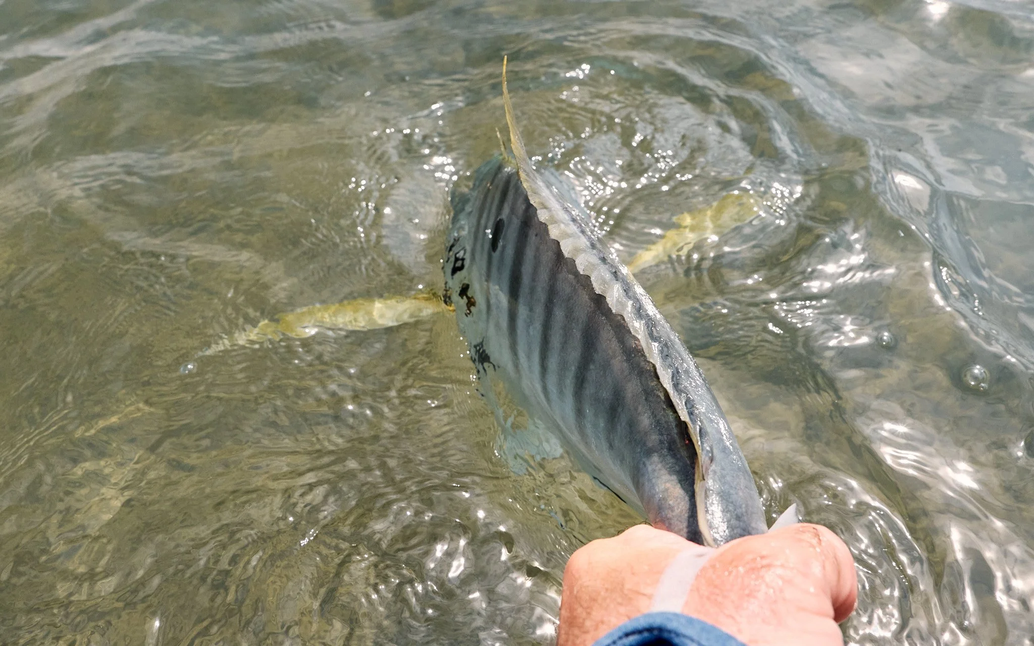 Golden Trevally-2023-10-06 10.22.52 5.jpg