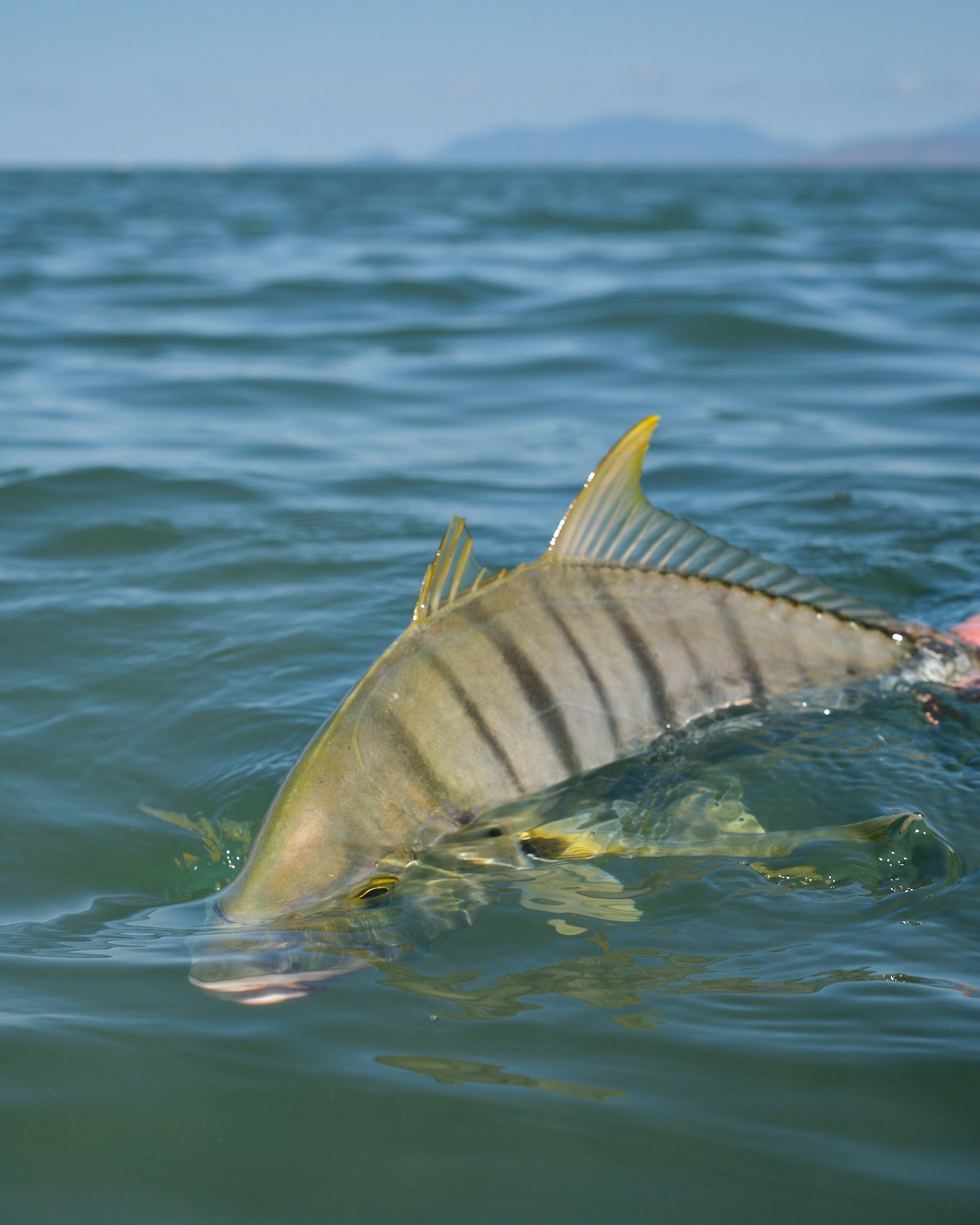 Golden Trevally-2022-09-16 13.15.57.jpg