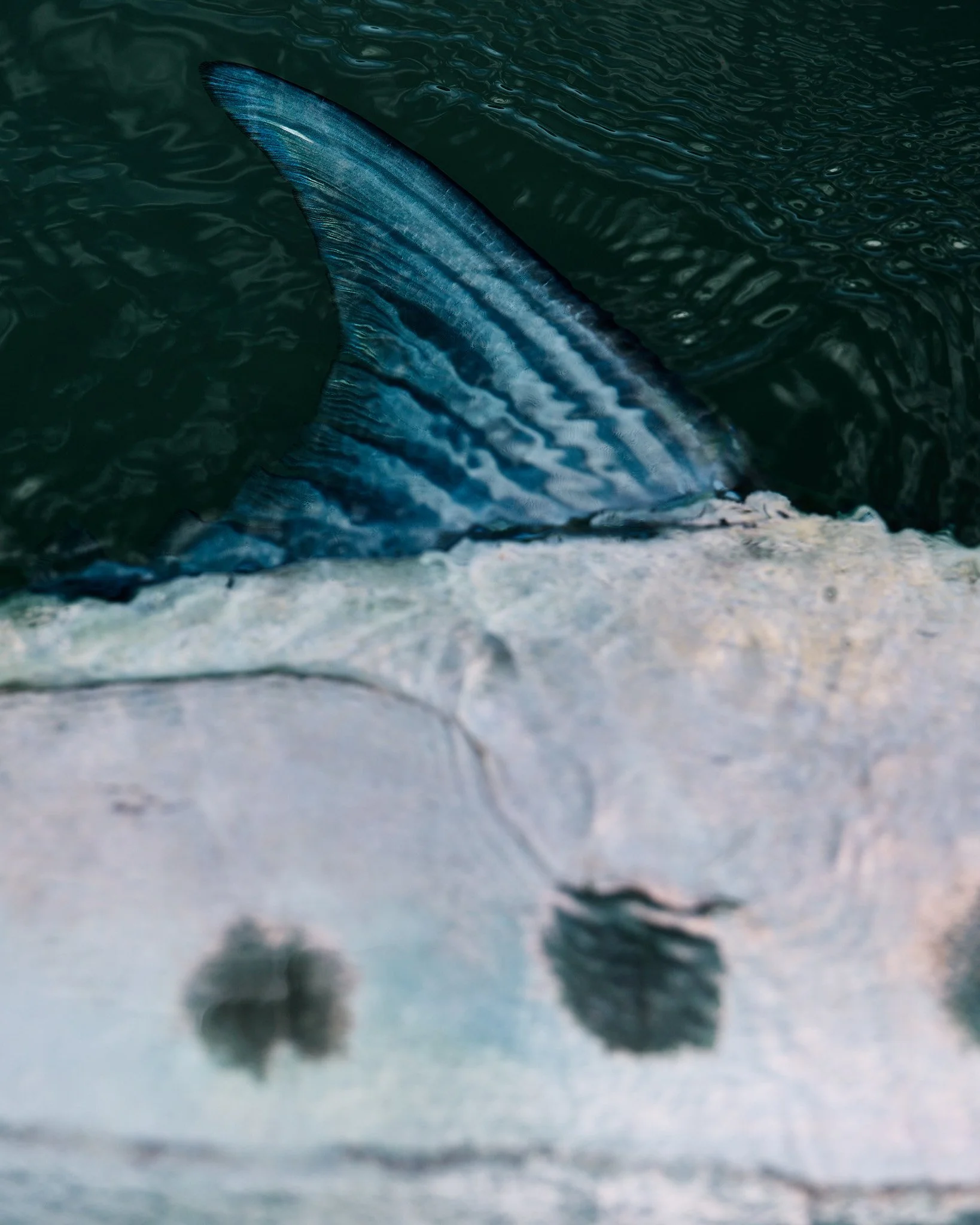 Unsorted-2025-06-10 14.01.36 4.jpg