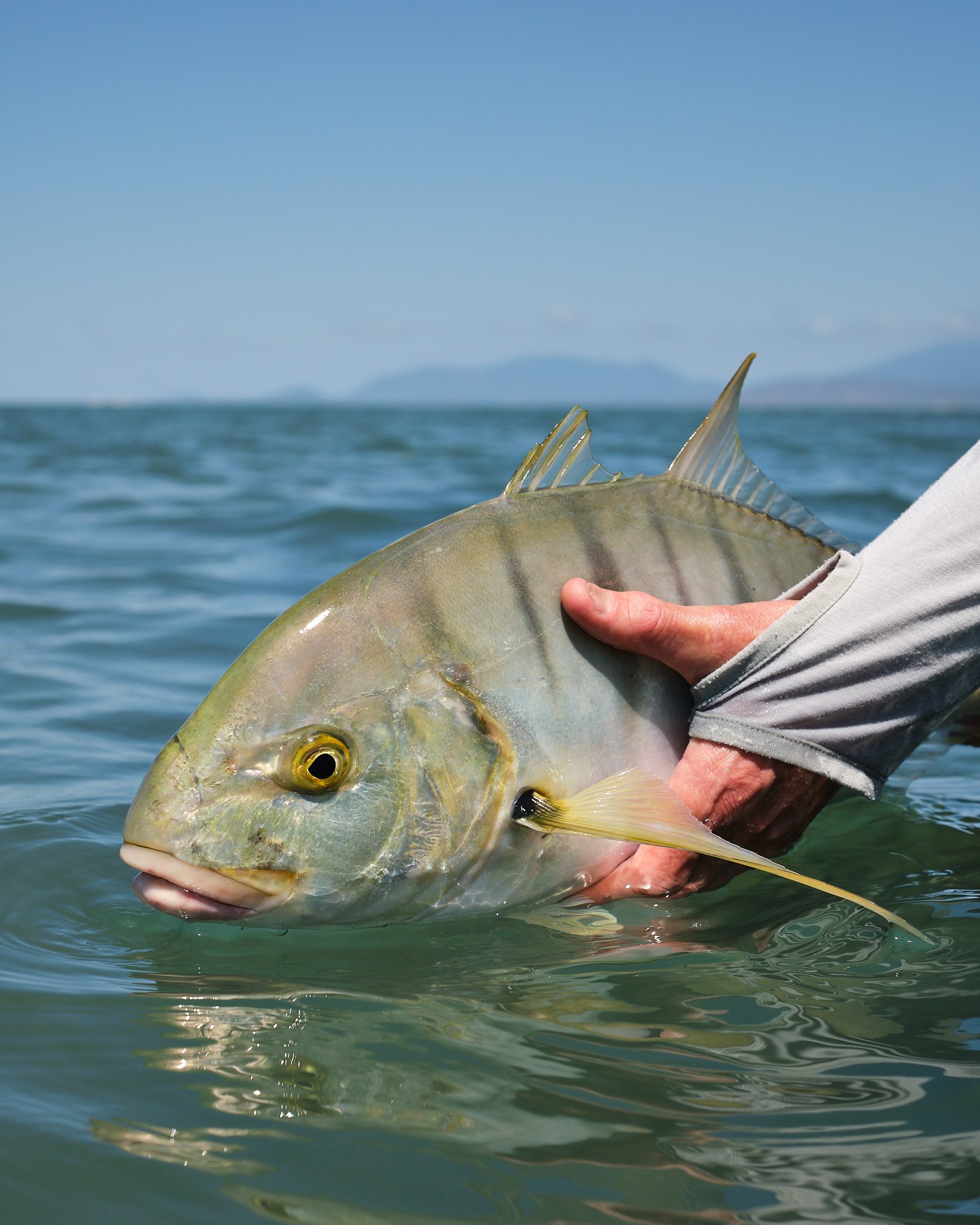 Golden Trevally-2022-09-16 13.15.47.jpg