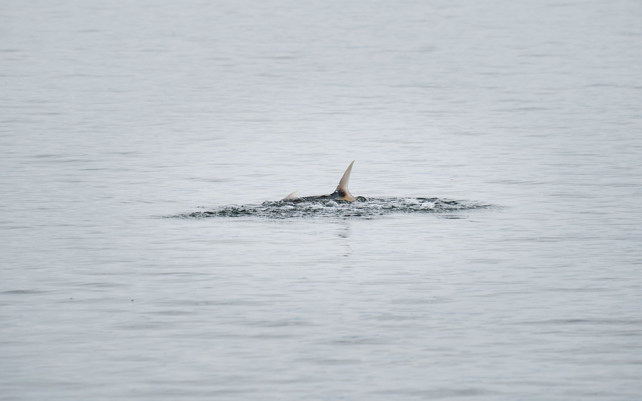 Golden Trevally-2020-12-08 10.23.01.jpg