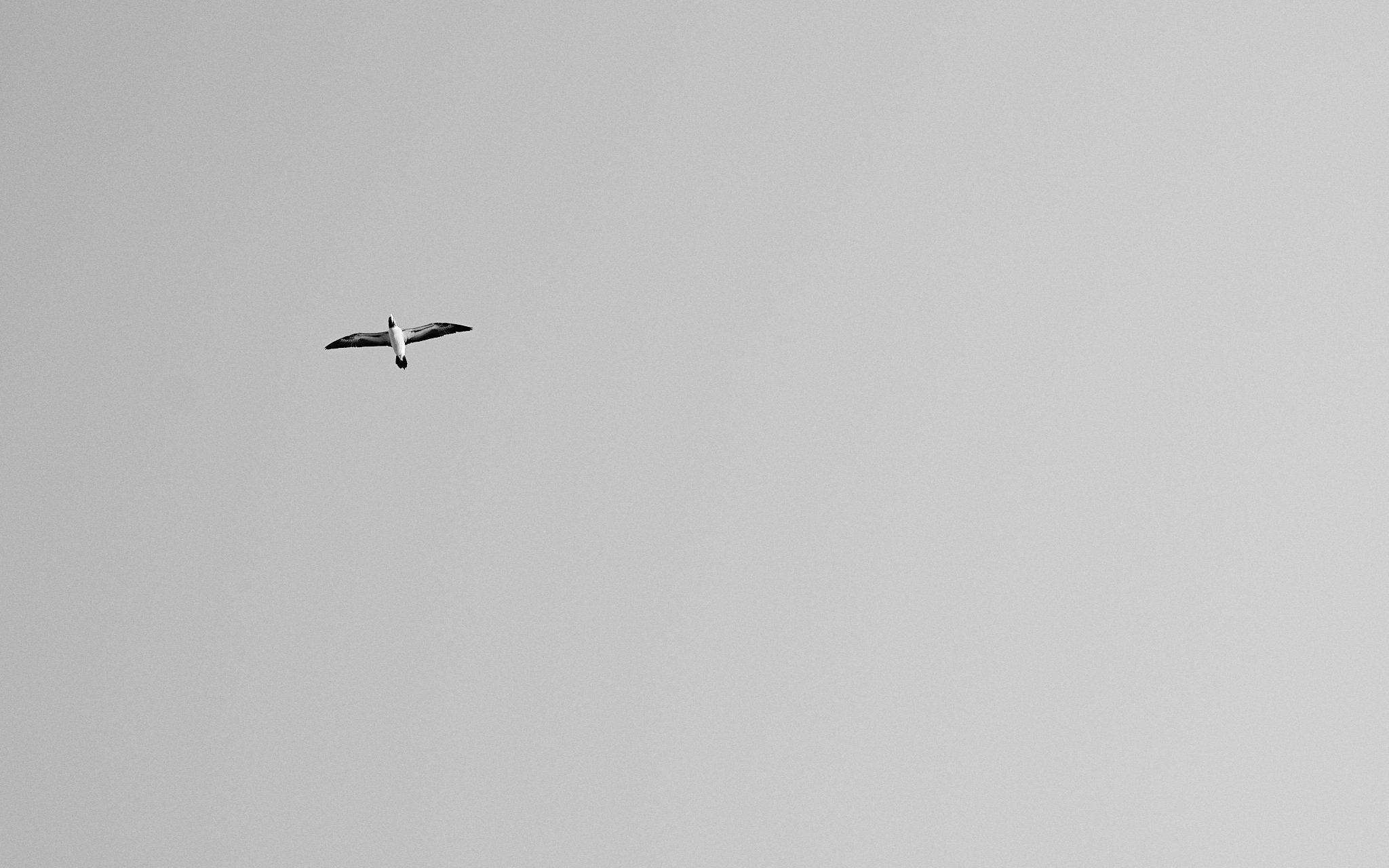 ASF & Flatscraft Oman -2025-11-06 15.36.46 1669.jpg