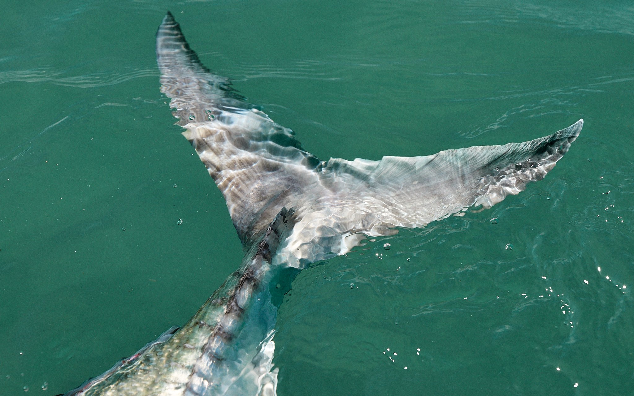 Big GT Spin-24-06-18-0038.jpg