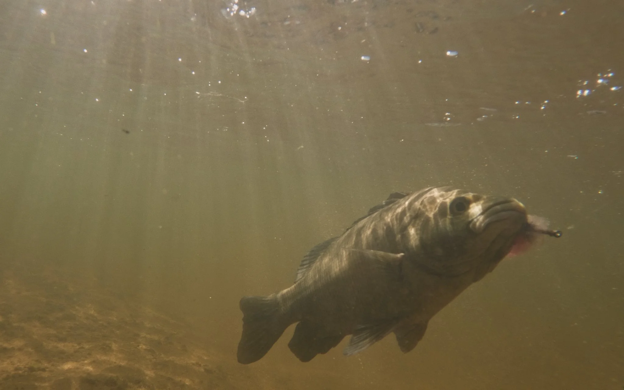 Unsorted-Shimano-2025-03-13 06.41.09 5.jpg