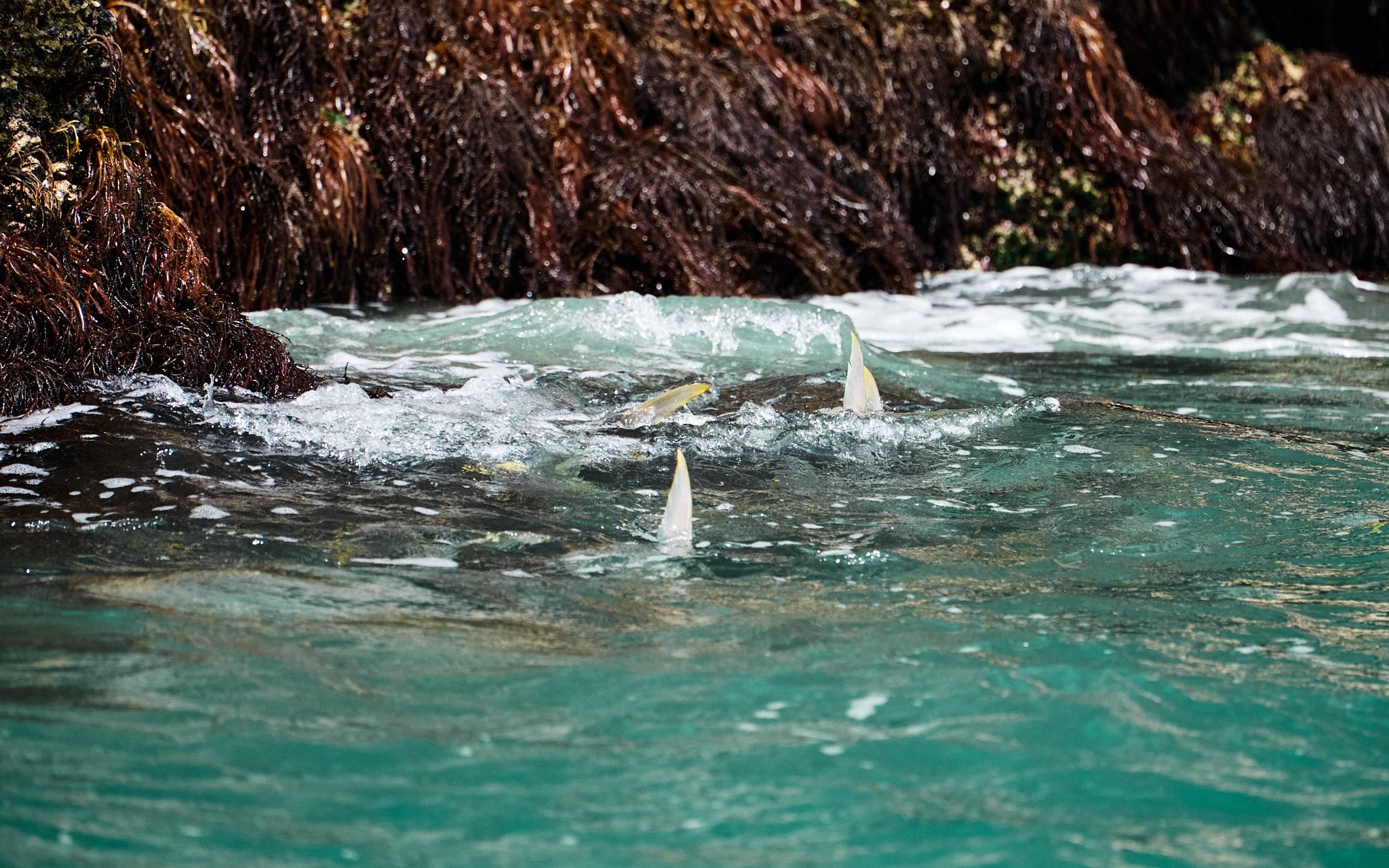 ASF & Flatscraft Oman -2025-11-07 12.18.04.jpg