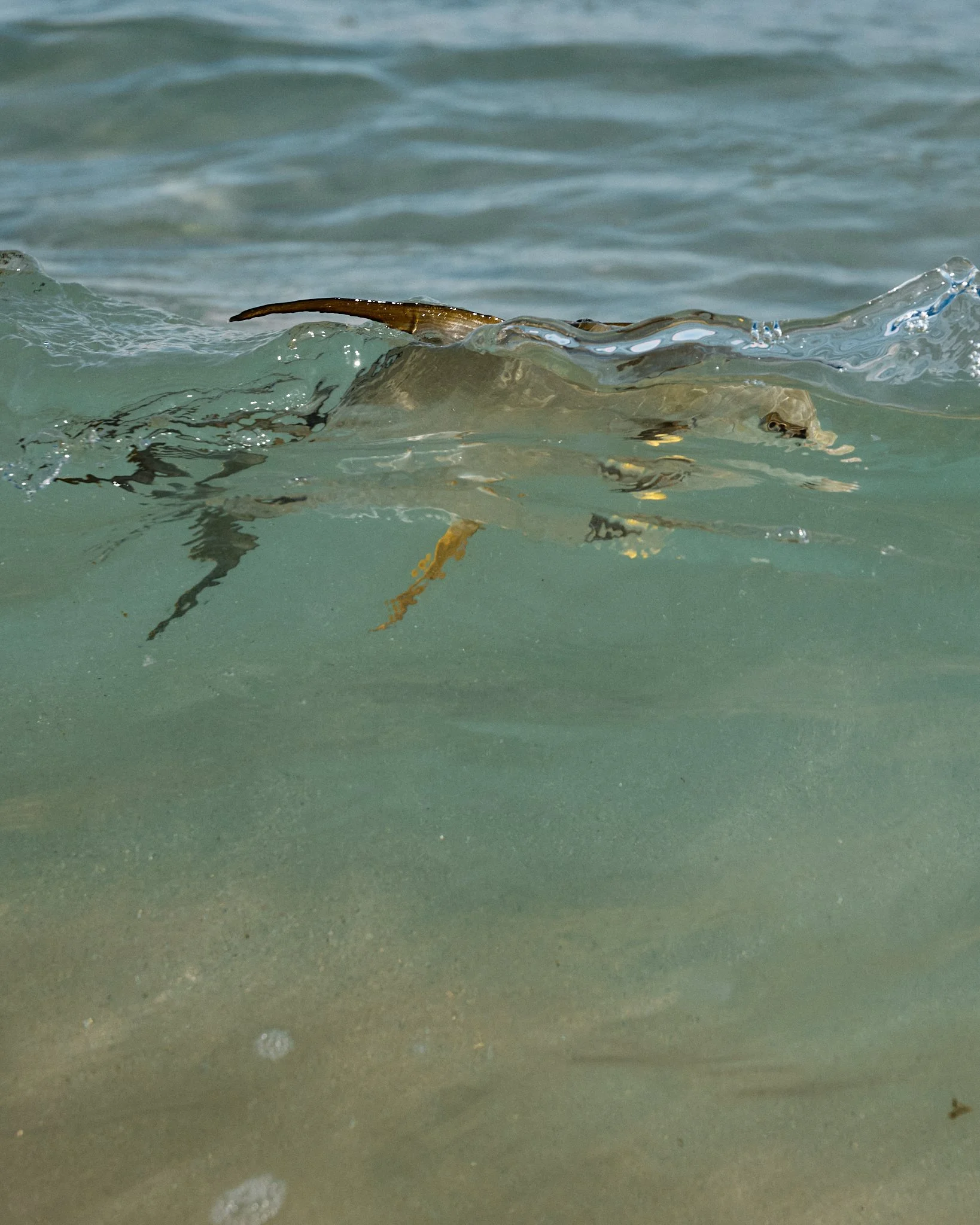 ASF & Flatscraft Oman -2025-11-10 09.13.09.jpg