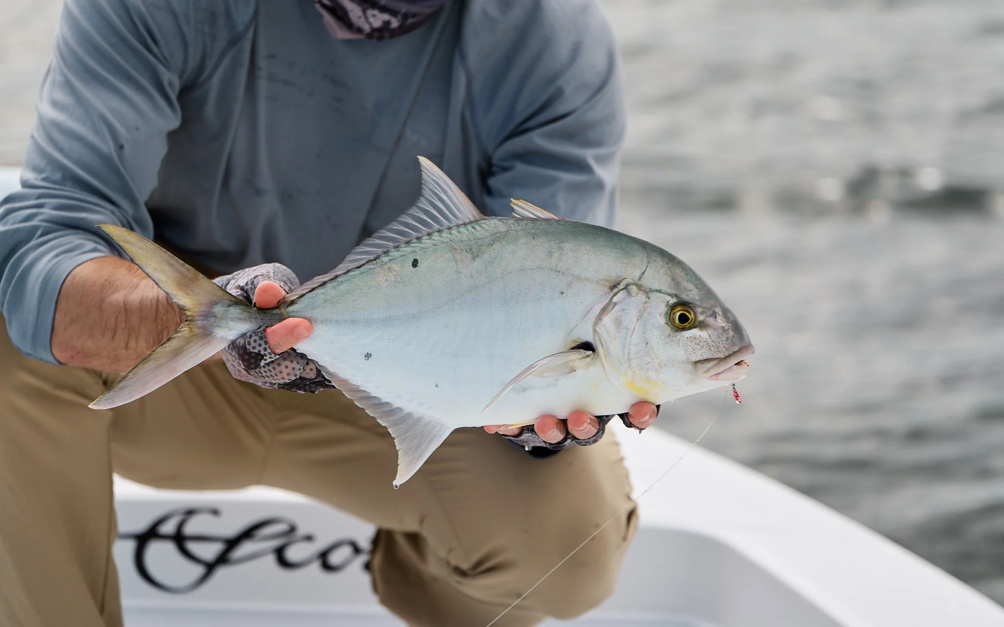 Golden Trevally-2023-12-03 08.24.23.jpg