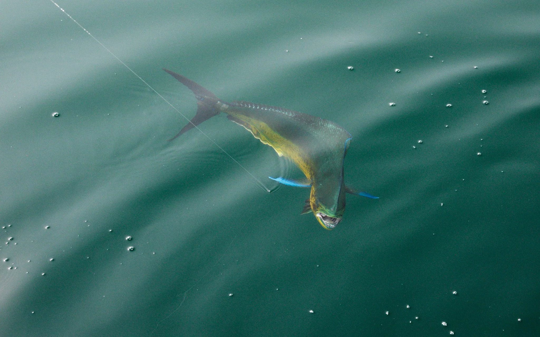 ASF & Flatscraft Oman -2025-11-07 14.00.26 3277.jpg